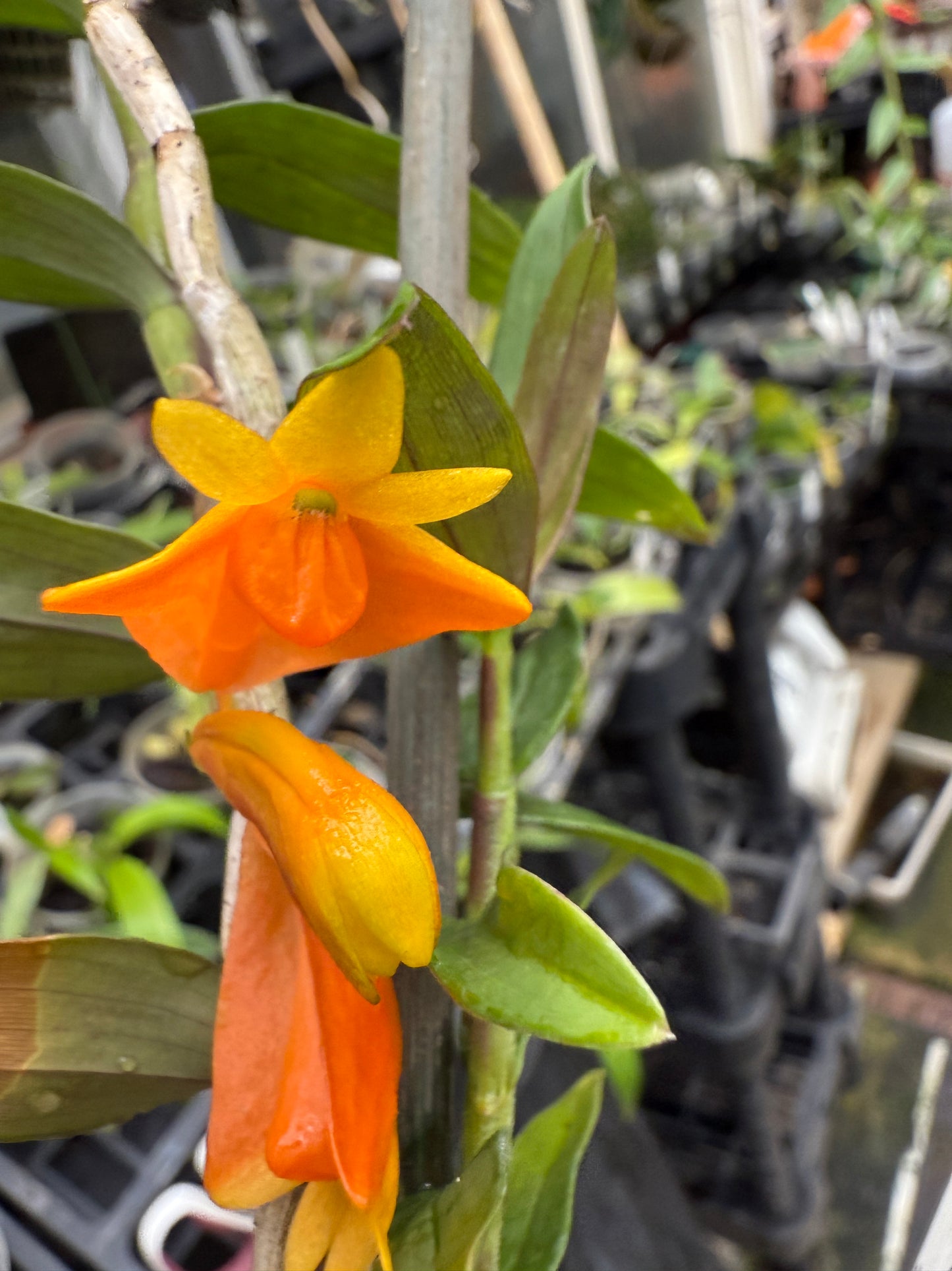 Den. chrysopterum species orchid