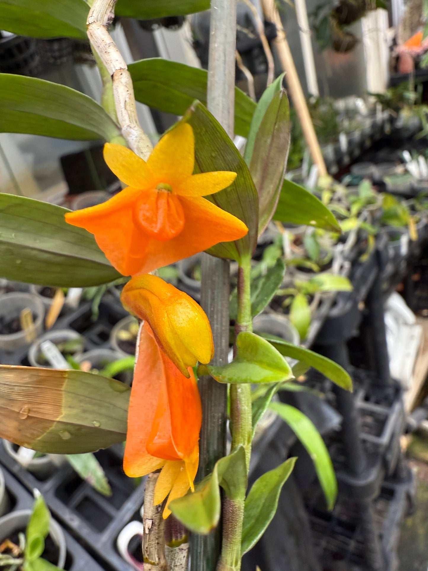 Den. chrysopterum species orchid
