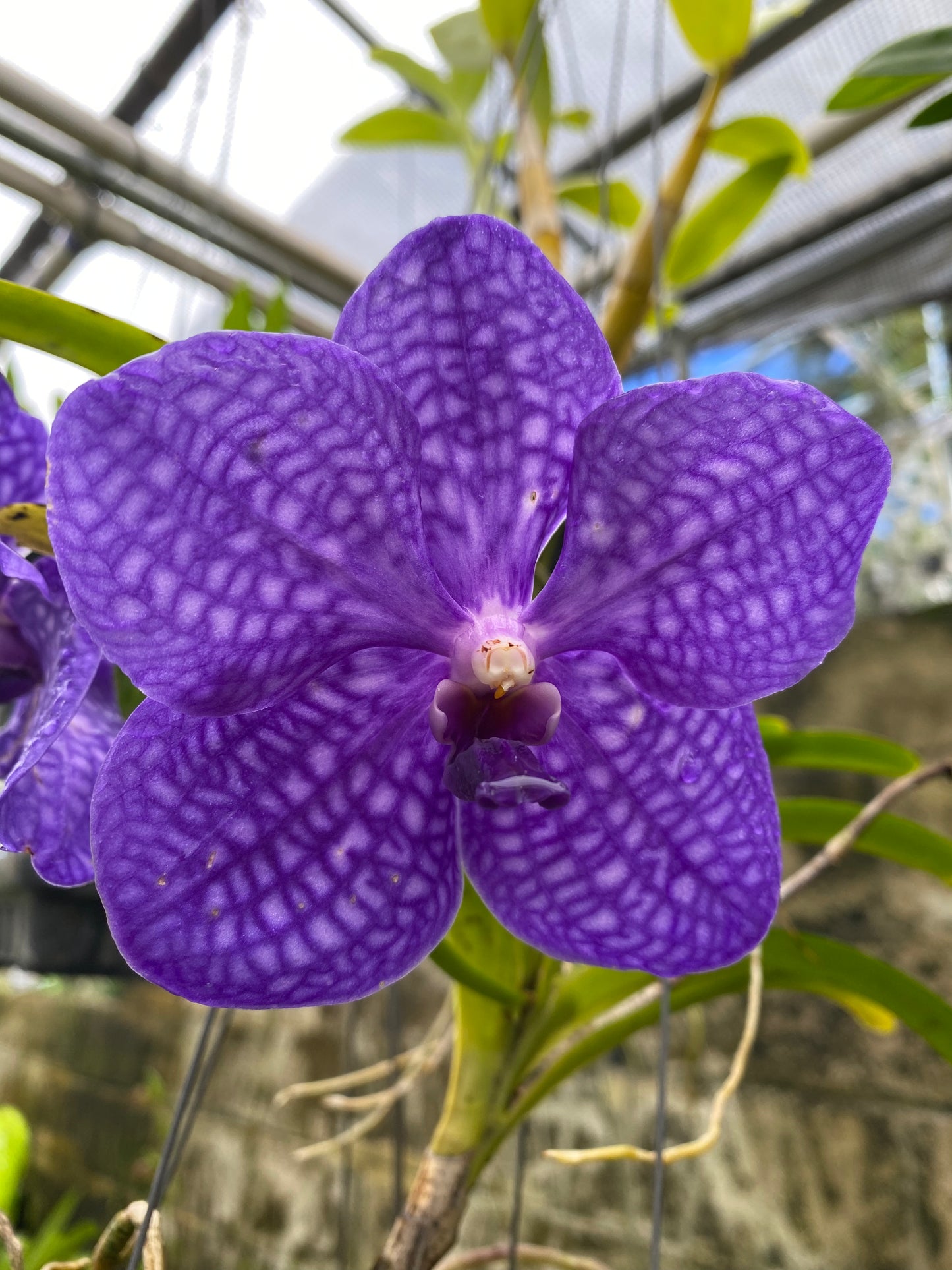 Vanda Pachara Delight