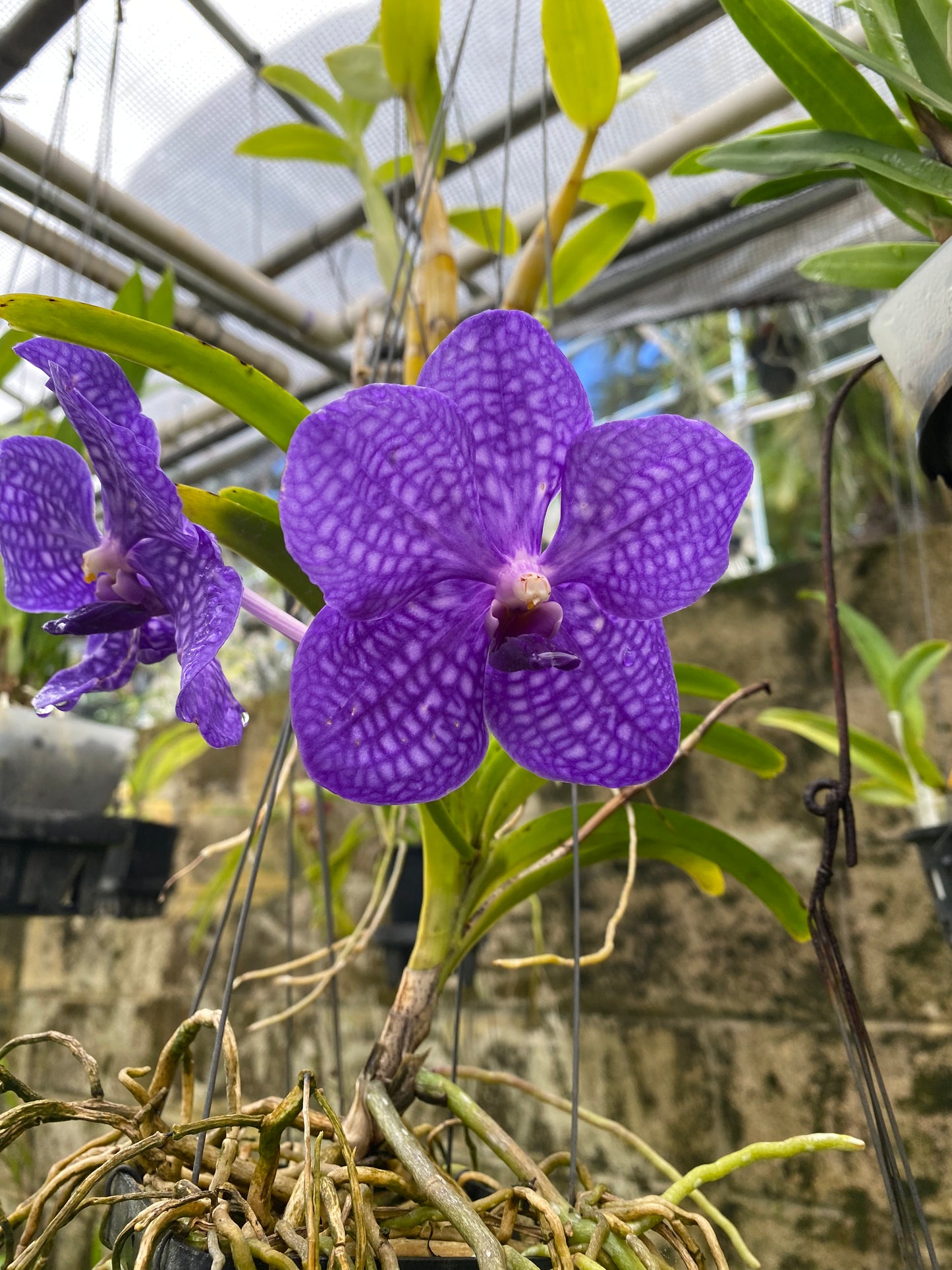 Vanda Pachara Delight