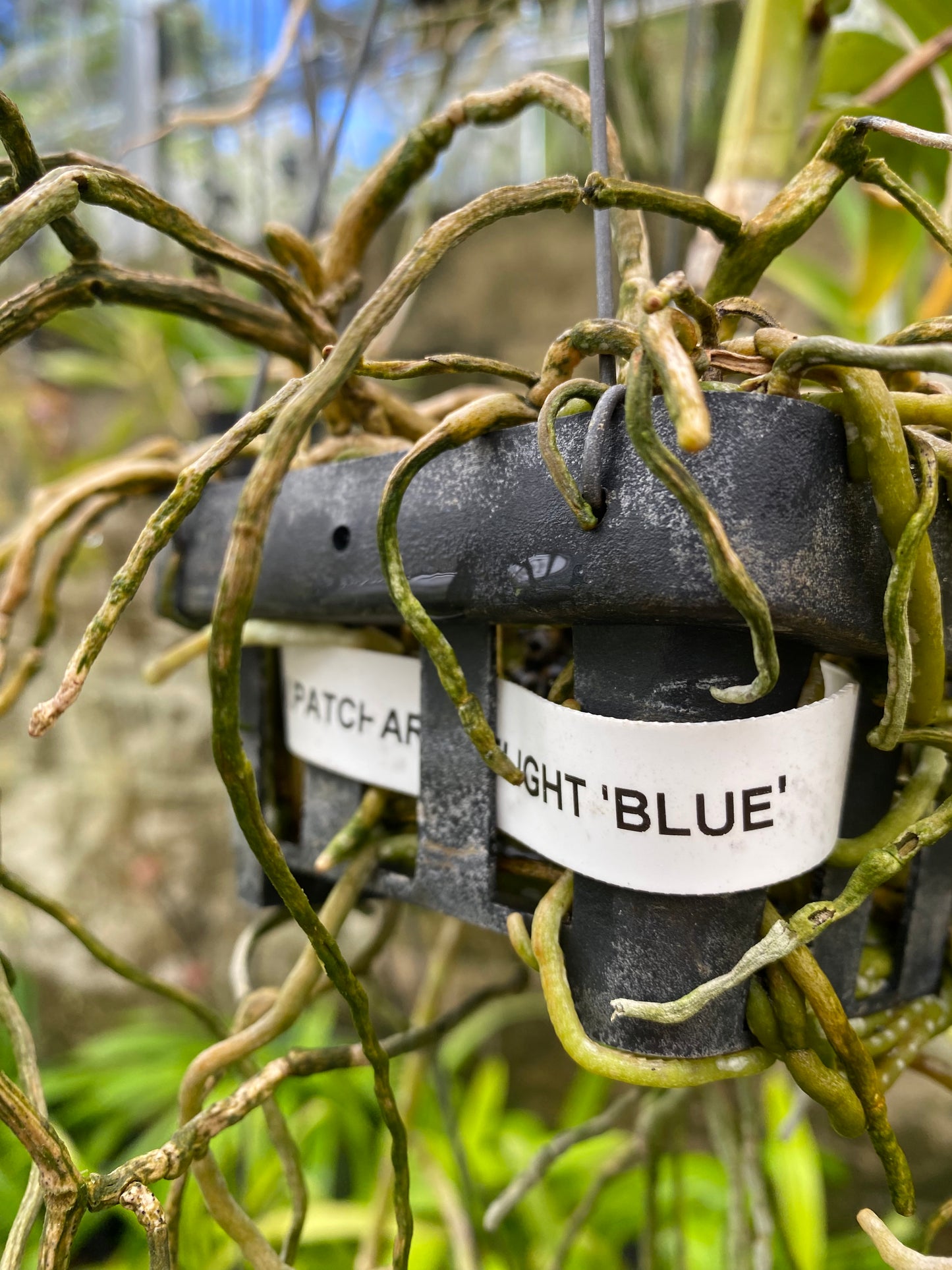 Vanda Pachara Delight