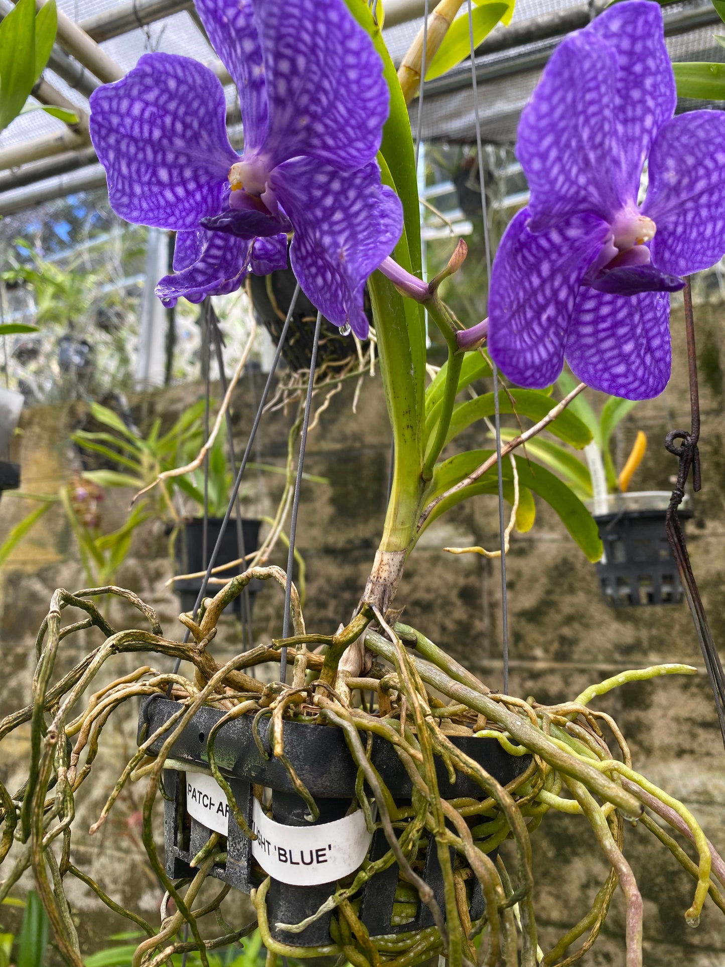 Vanda Pachara Delight