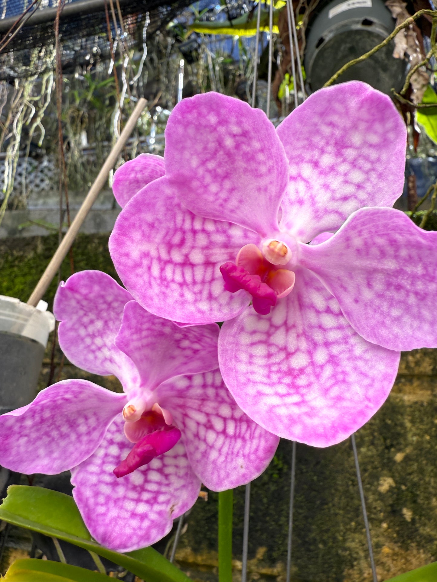Blue or Pink Vanda - Growers Choice