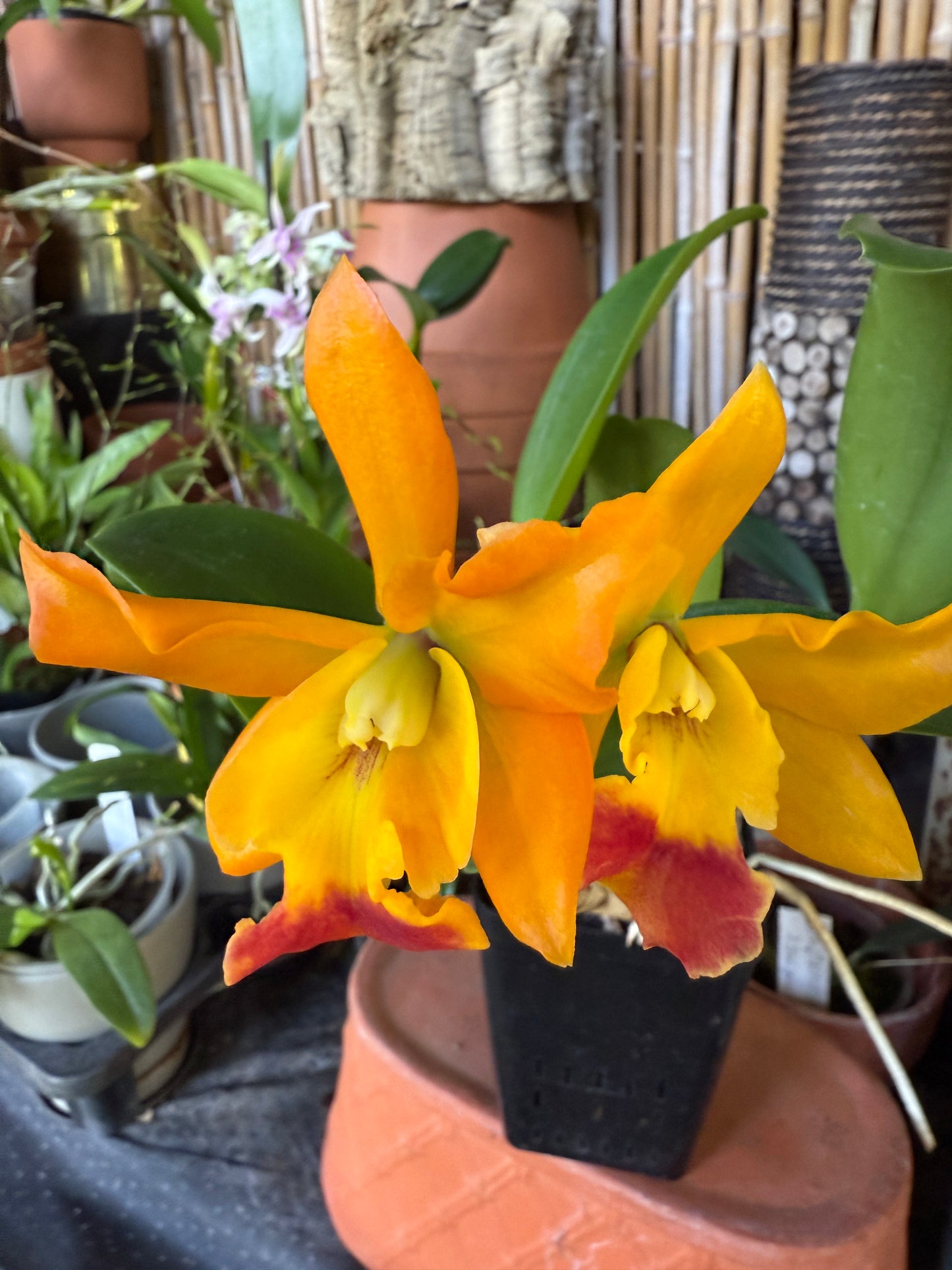 Rth. (Netrasiri Starbright x Kauai Starbright) 'STK' orchid