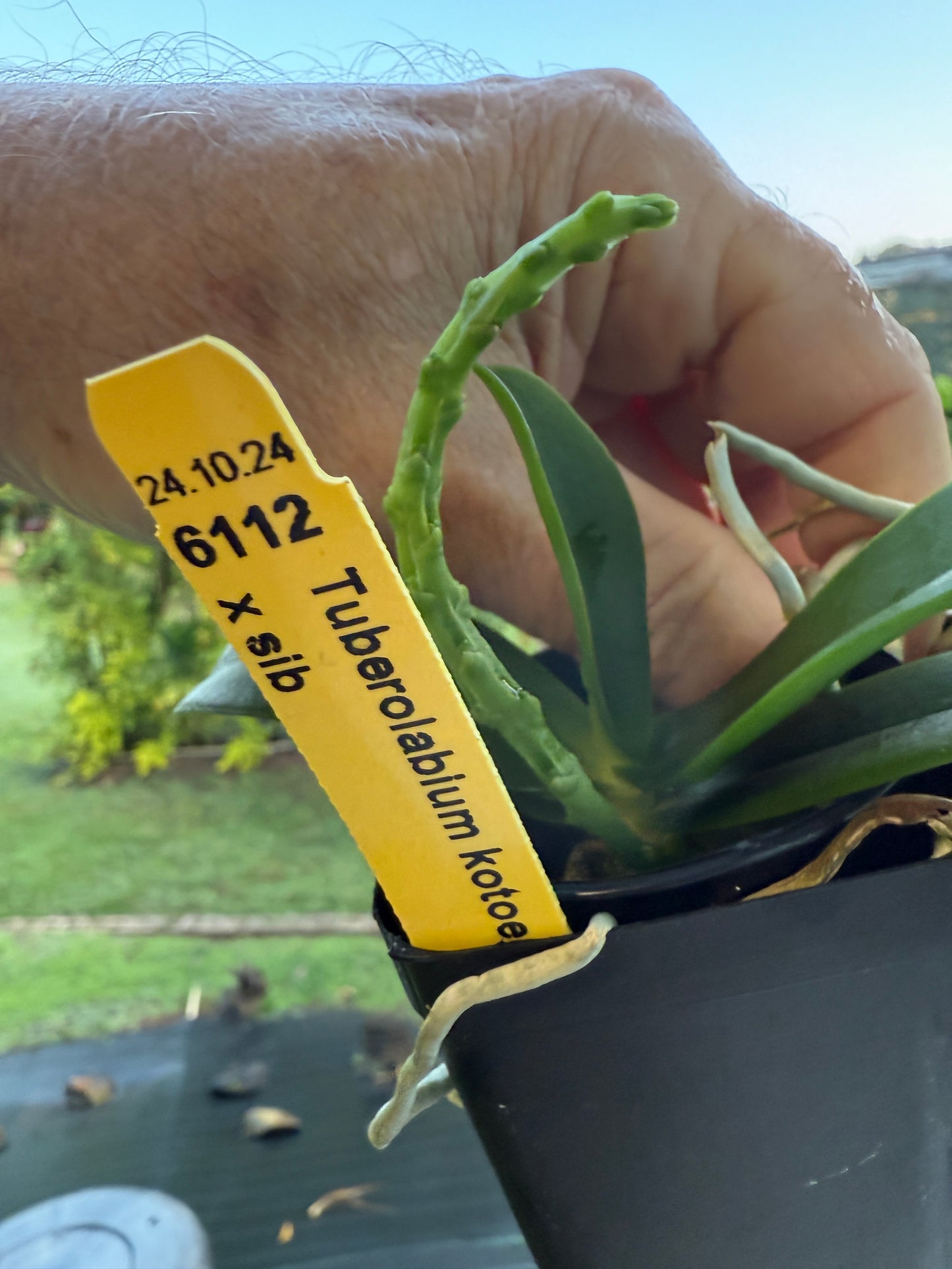 Tuberolabium kotoense species orchid