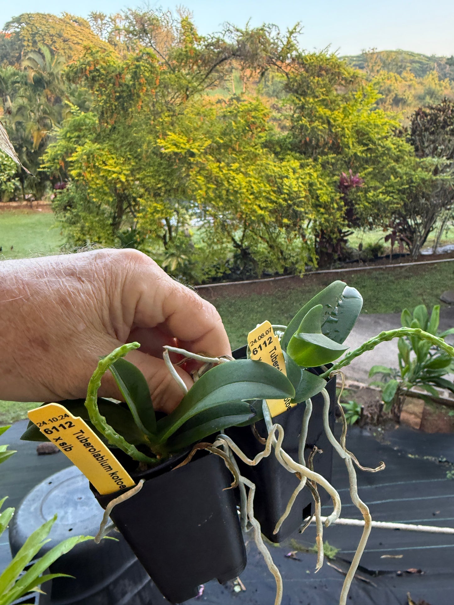 Tuberolabium kotoense species orchid