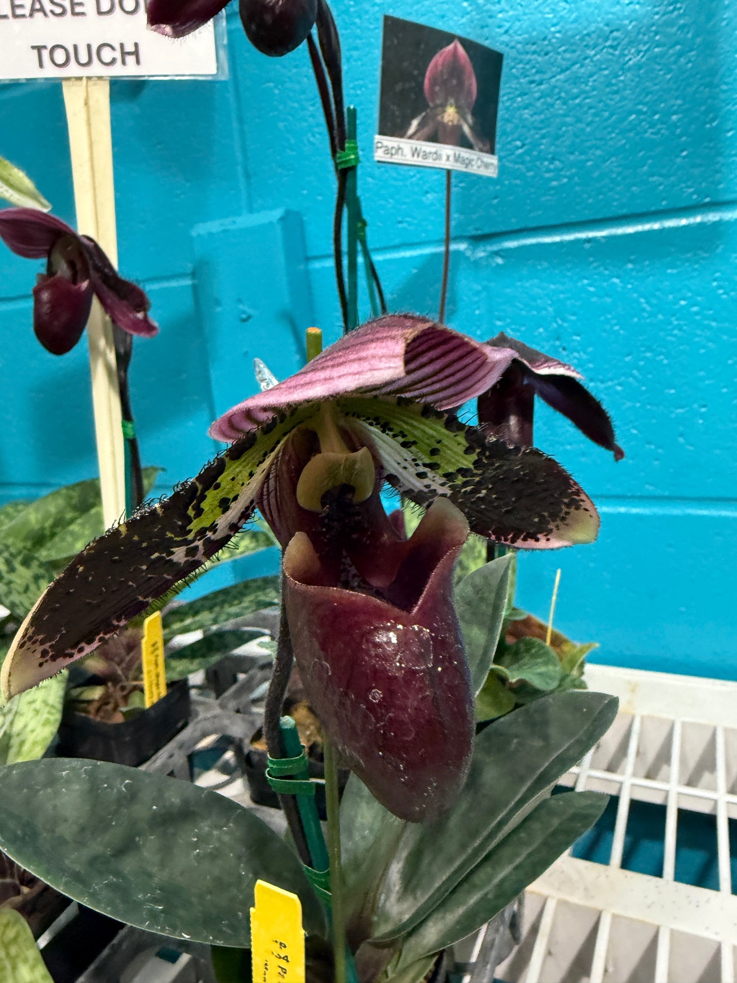 Paph. Maudiae white, puple, multi color 3" pot Growers Choice