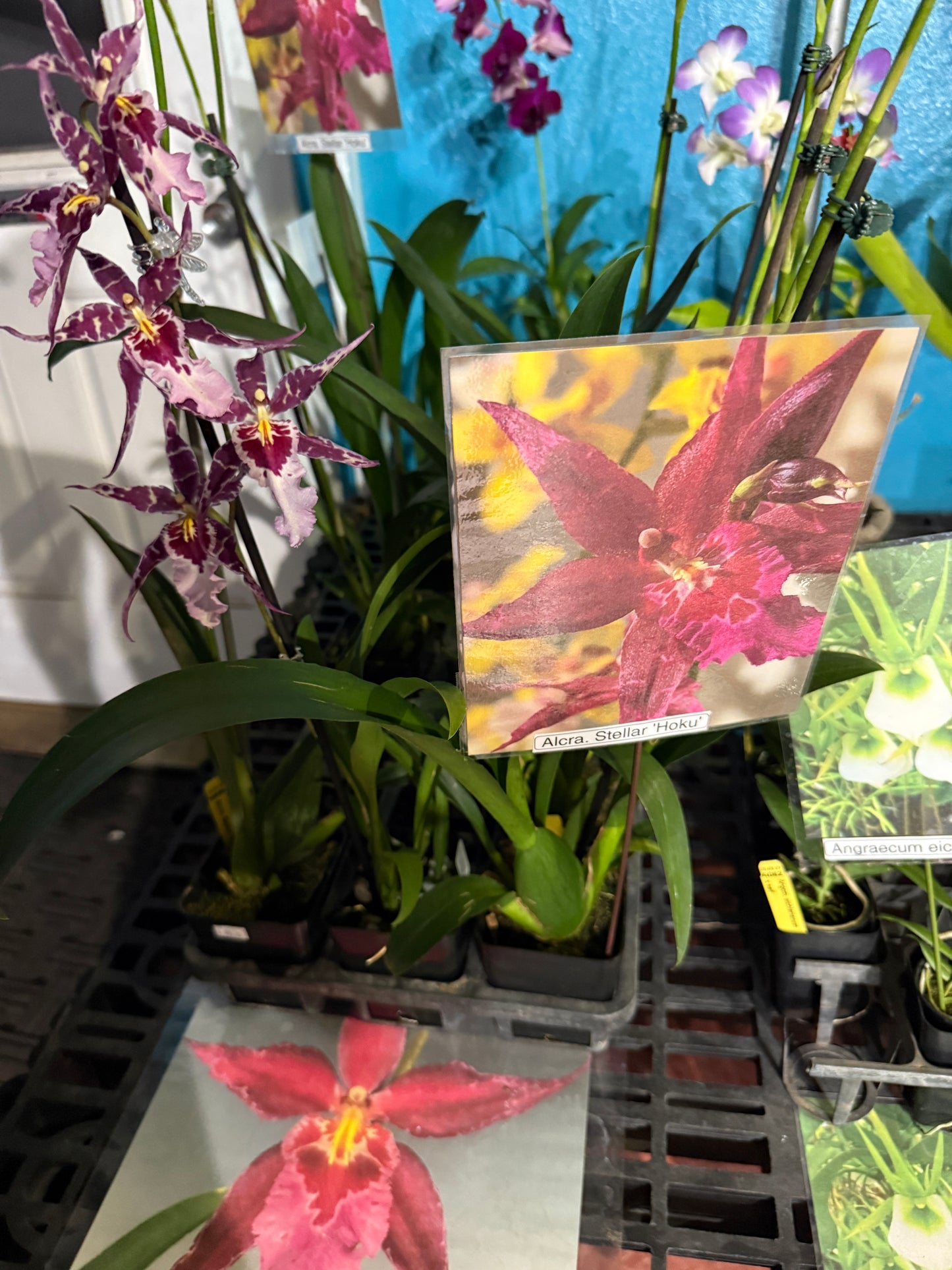 Aliceara Stellar 'Hoku' orchid