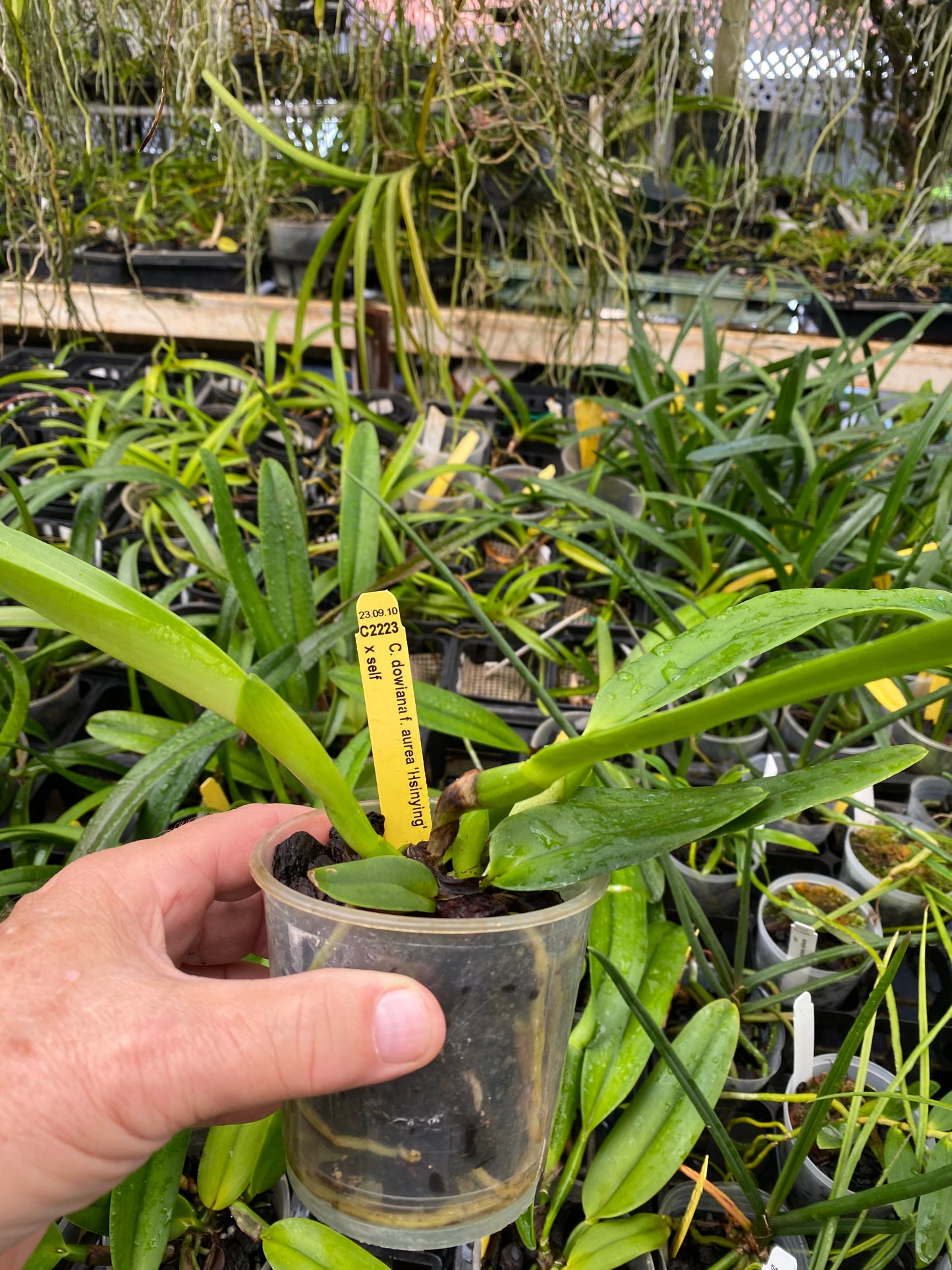Cattleya dowiana frma Aurea 'Net Dream' rare orchid