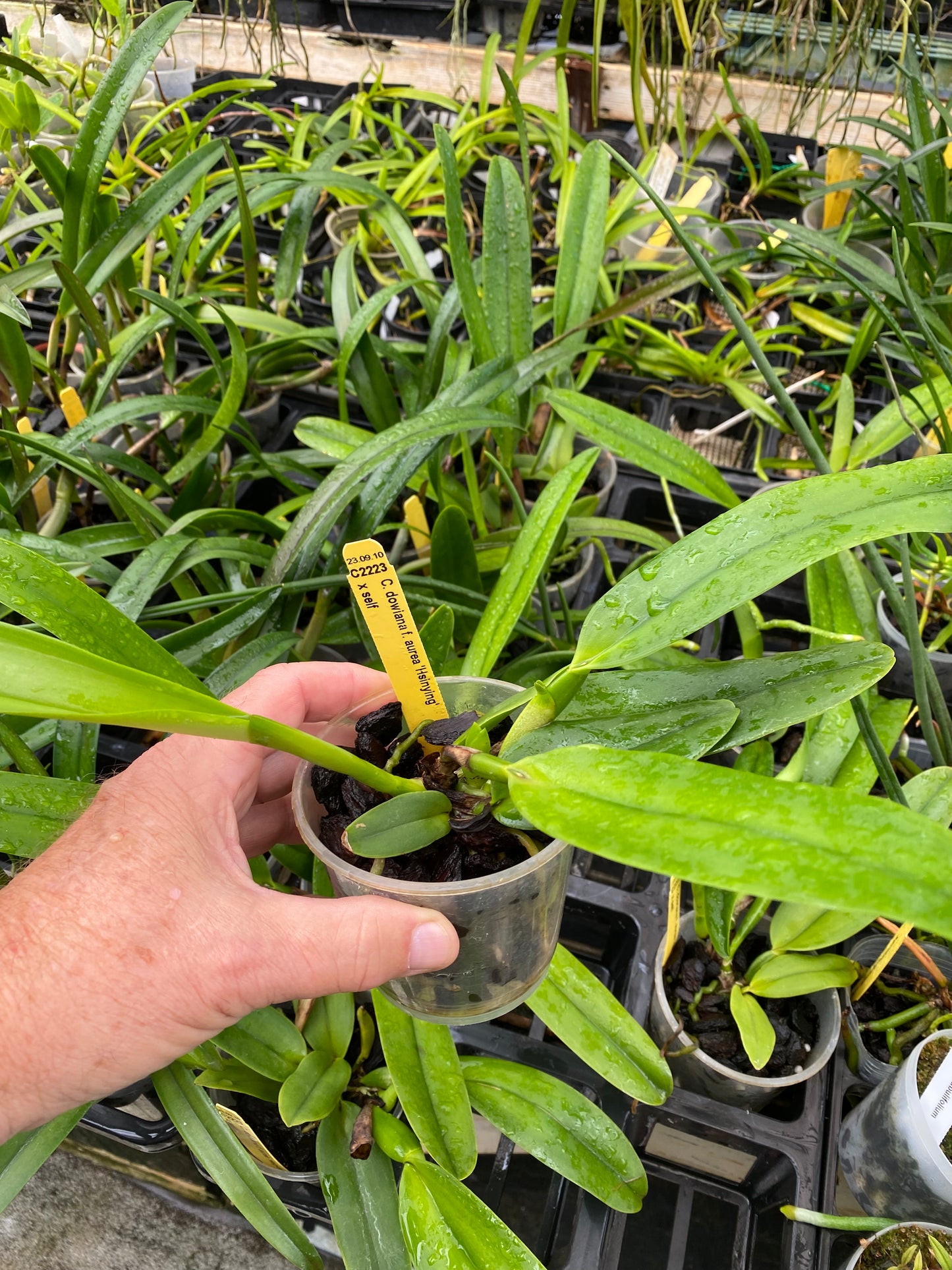 Cattleya dowiana frma Aurea 'Net Dream' rare orchid