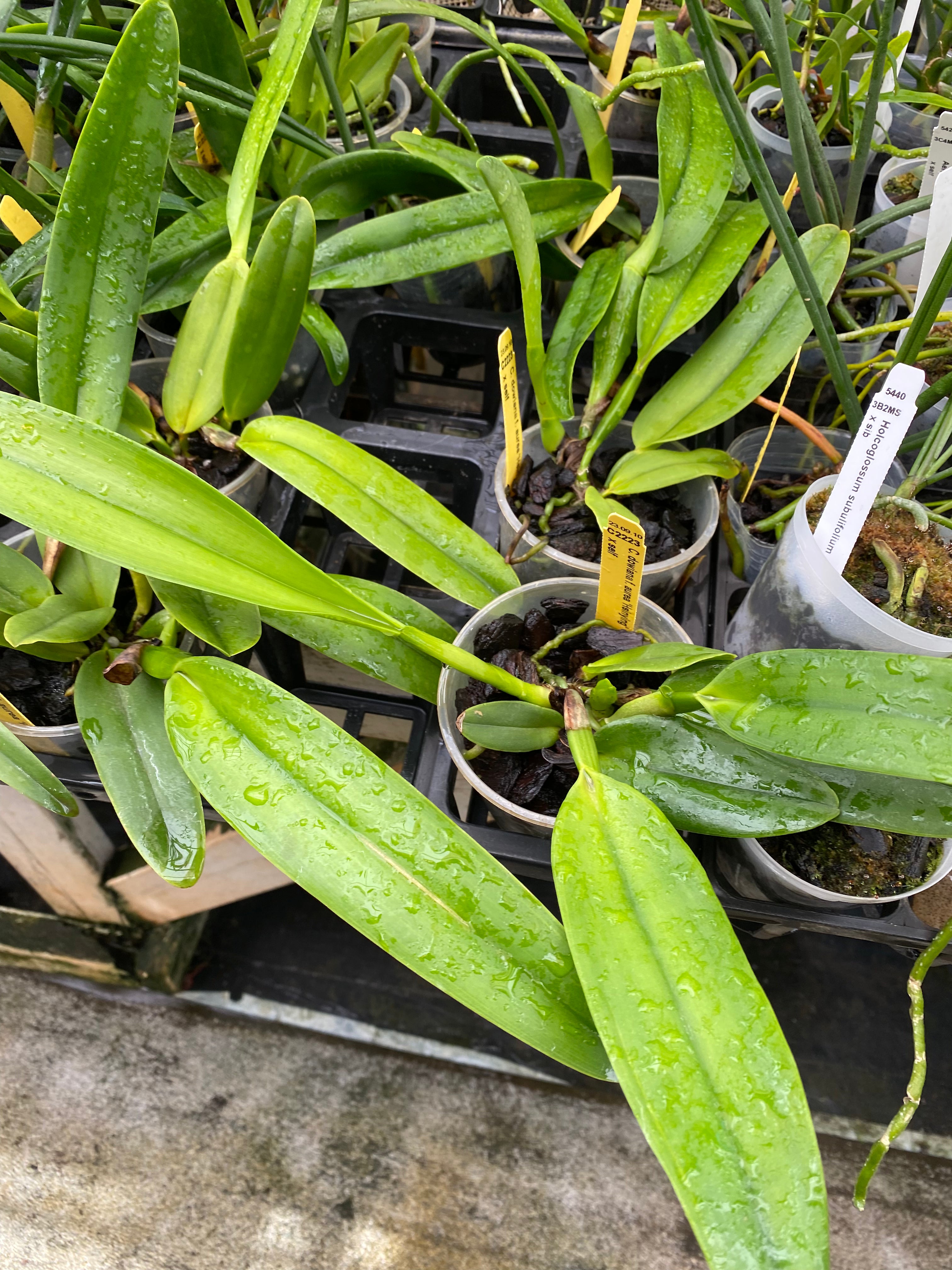 洋蘭 カトレや原種 THO-2058 C.dowiana aurea'Helios' X self 黄色の