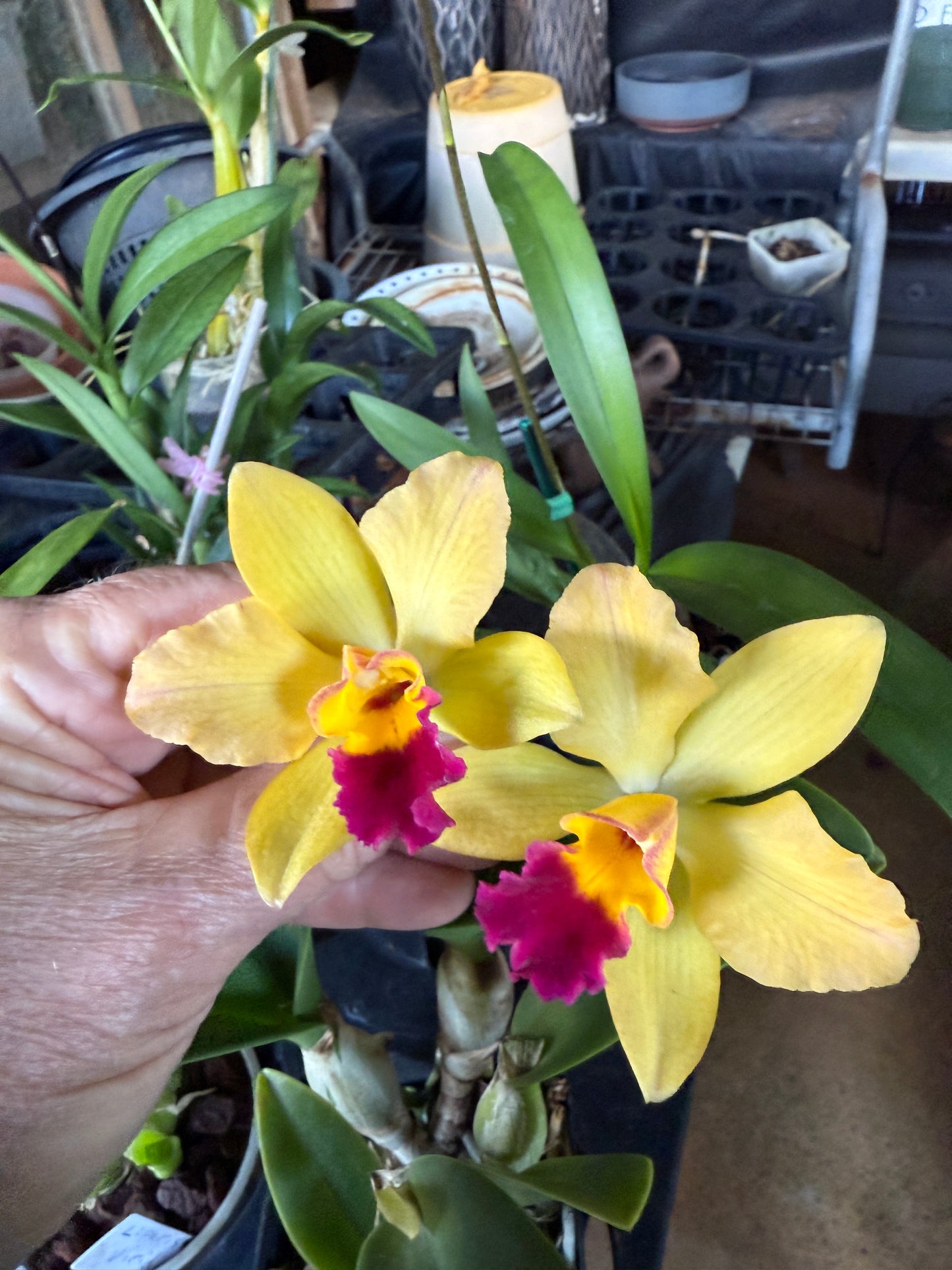 C. Tokyo Magic orchid