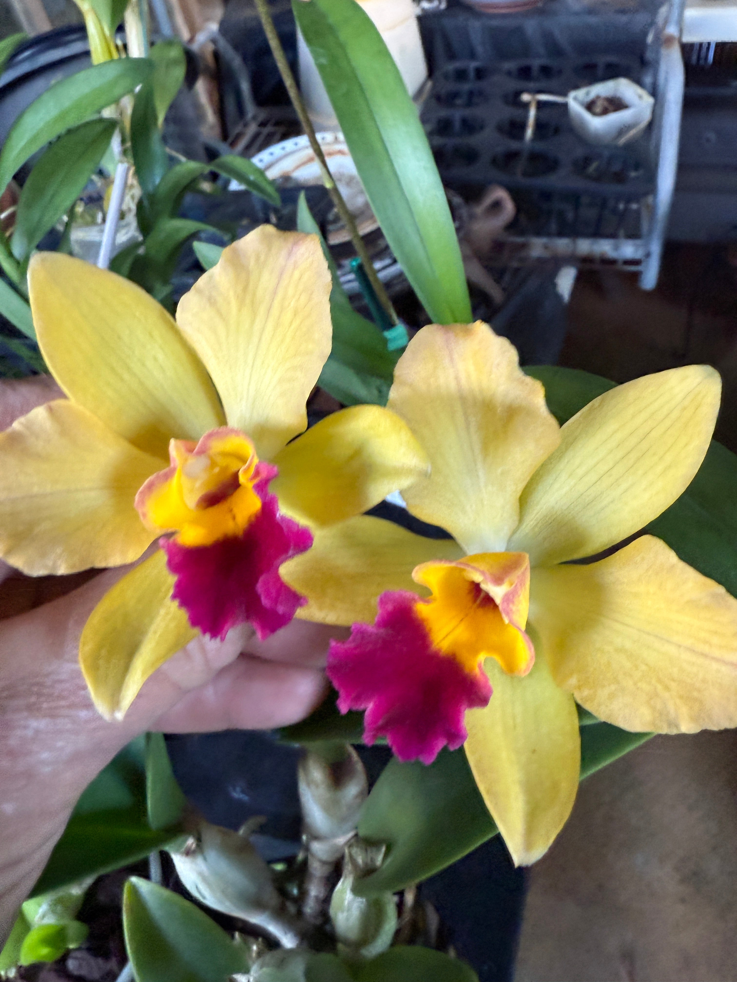 オーキッドキュー C. Tokyo Magic orchid – Orchid Alley