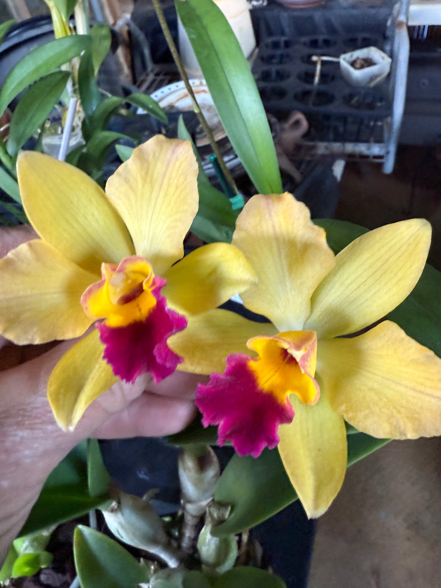 C. Tokyo Magic orchid