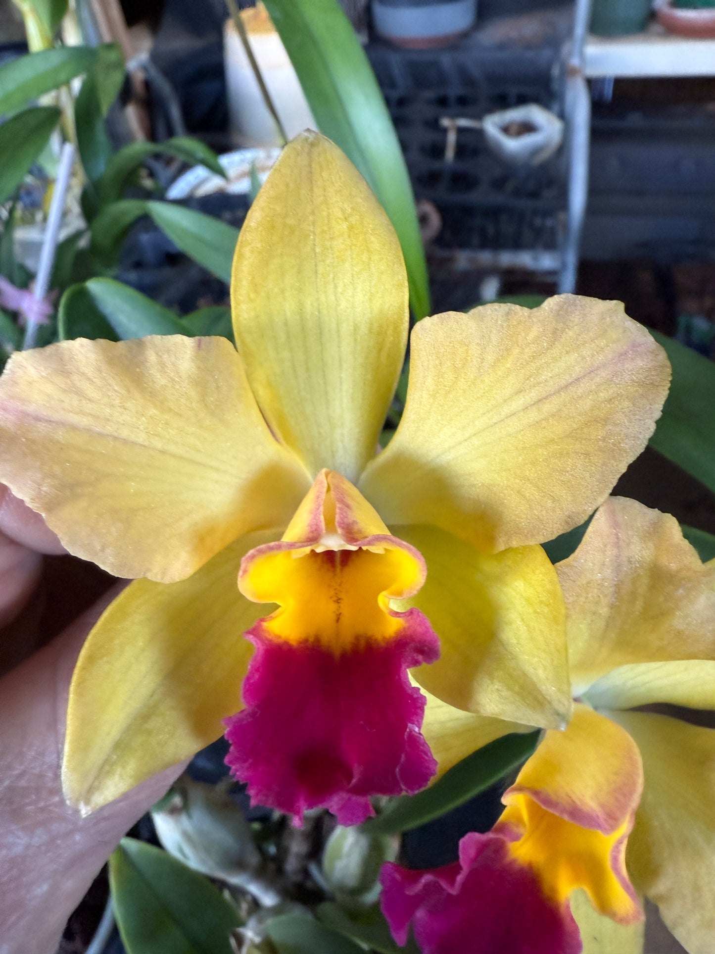 C. Tokyo Magic orchid