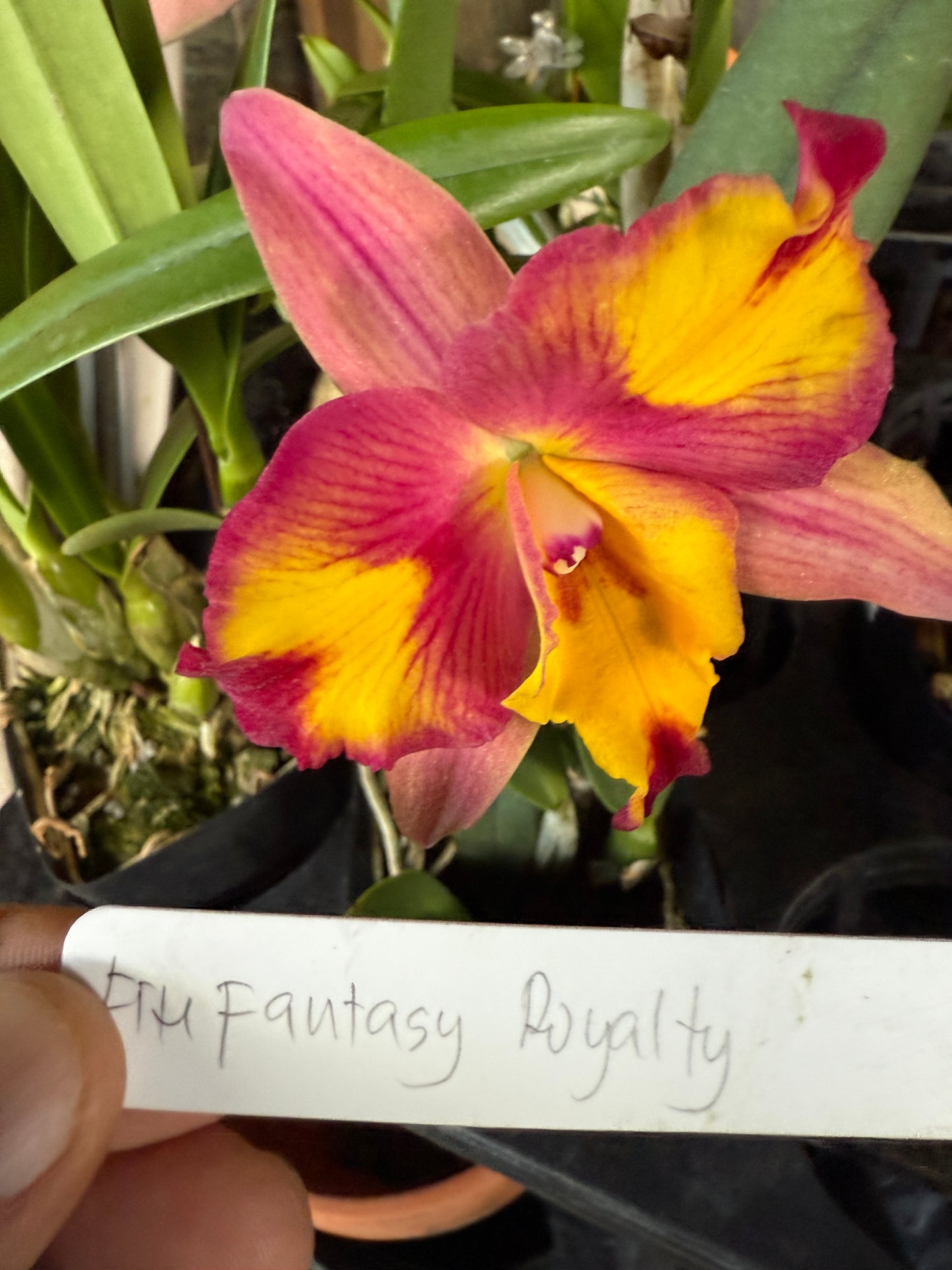 Pot. Cosmic Sparks Slc. Fire Fantasy 'Royalty' x Pot. Golden Circle 'OPRL'