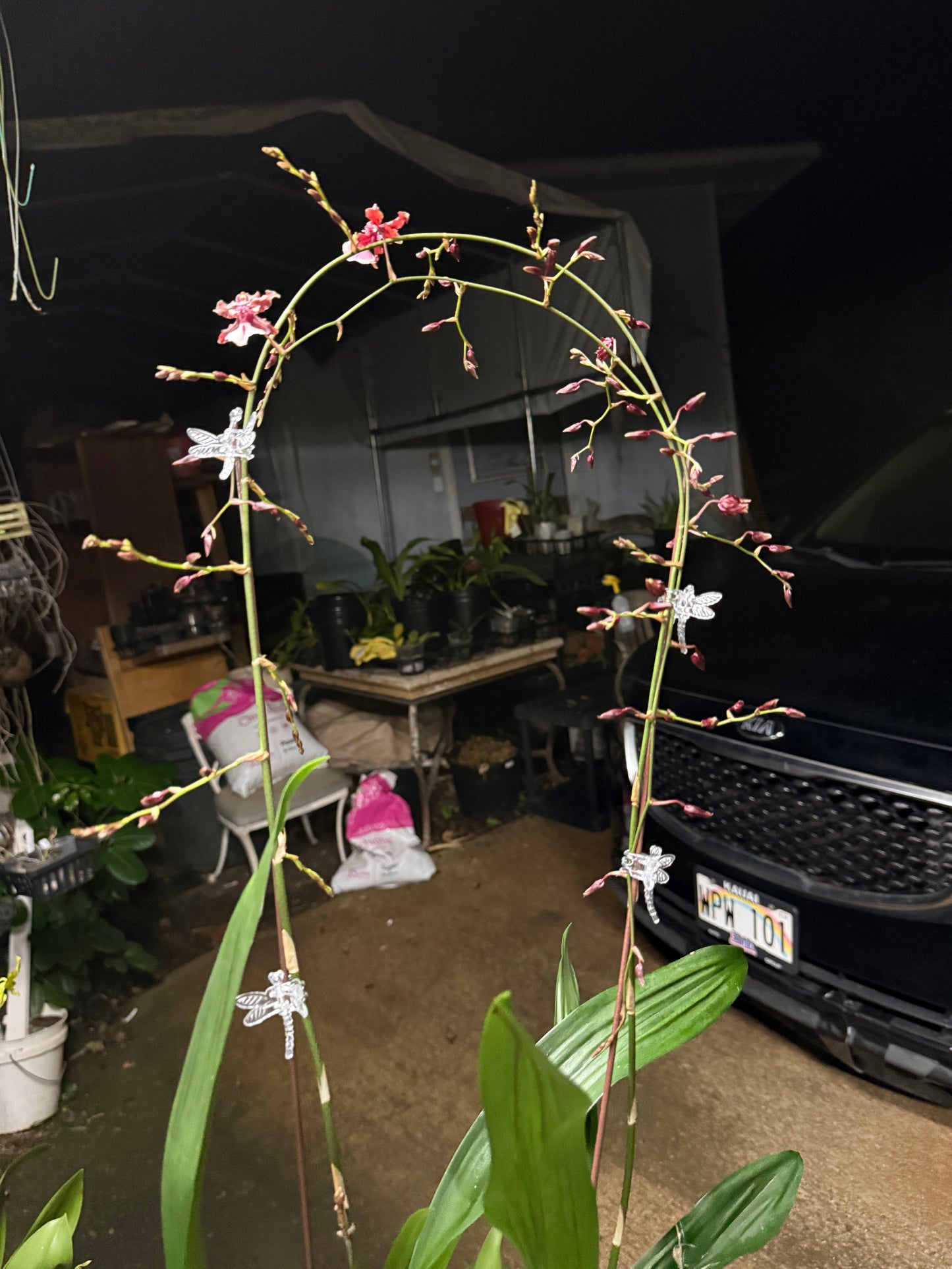 Chocolate Orchid Wreath (smells like chocolate)