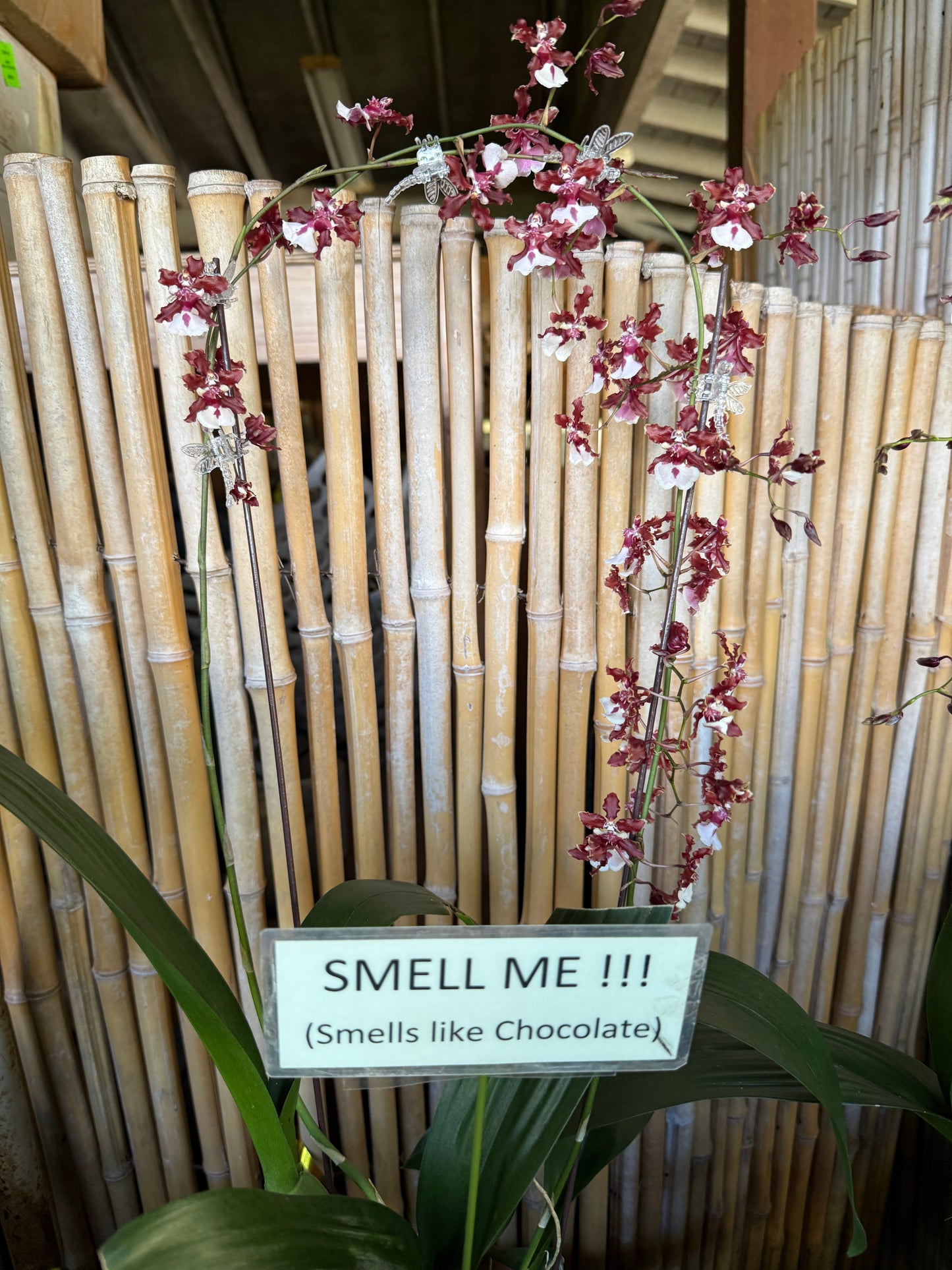 Chocolate Orchid Wreath (smells like chocolate)