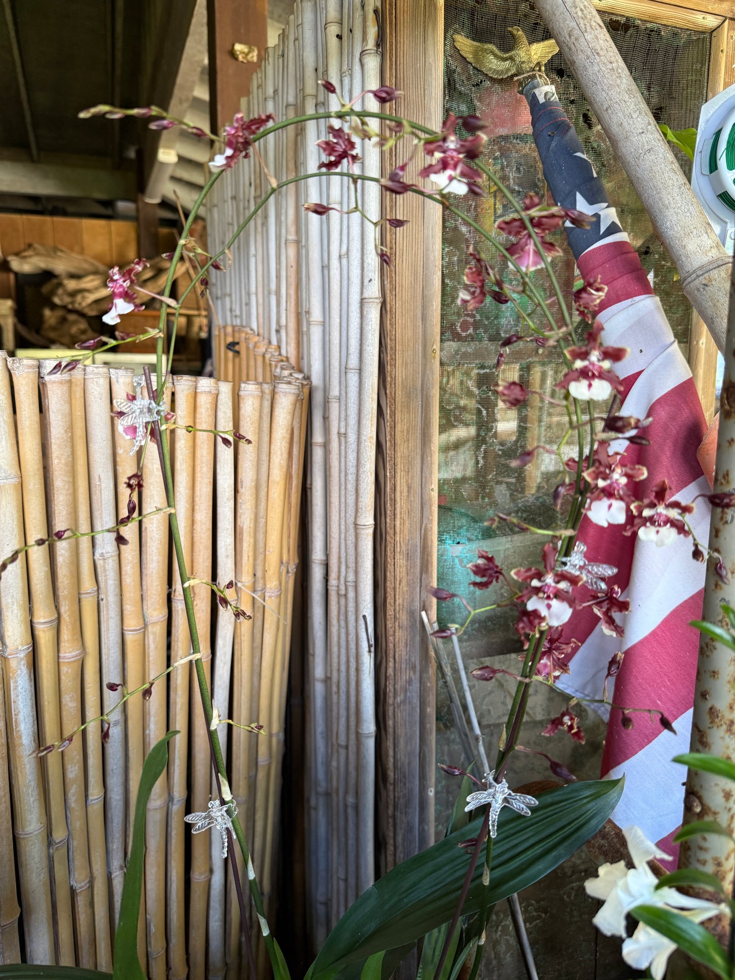 Chocolate Orchid Wreath (smells like chocolate)