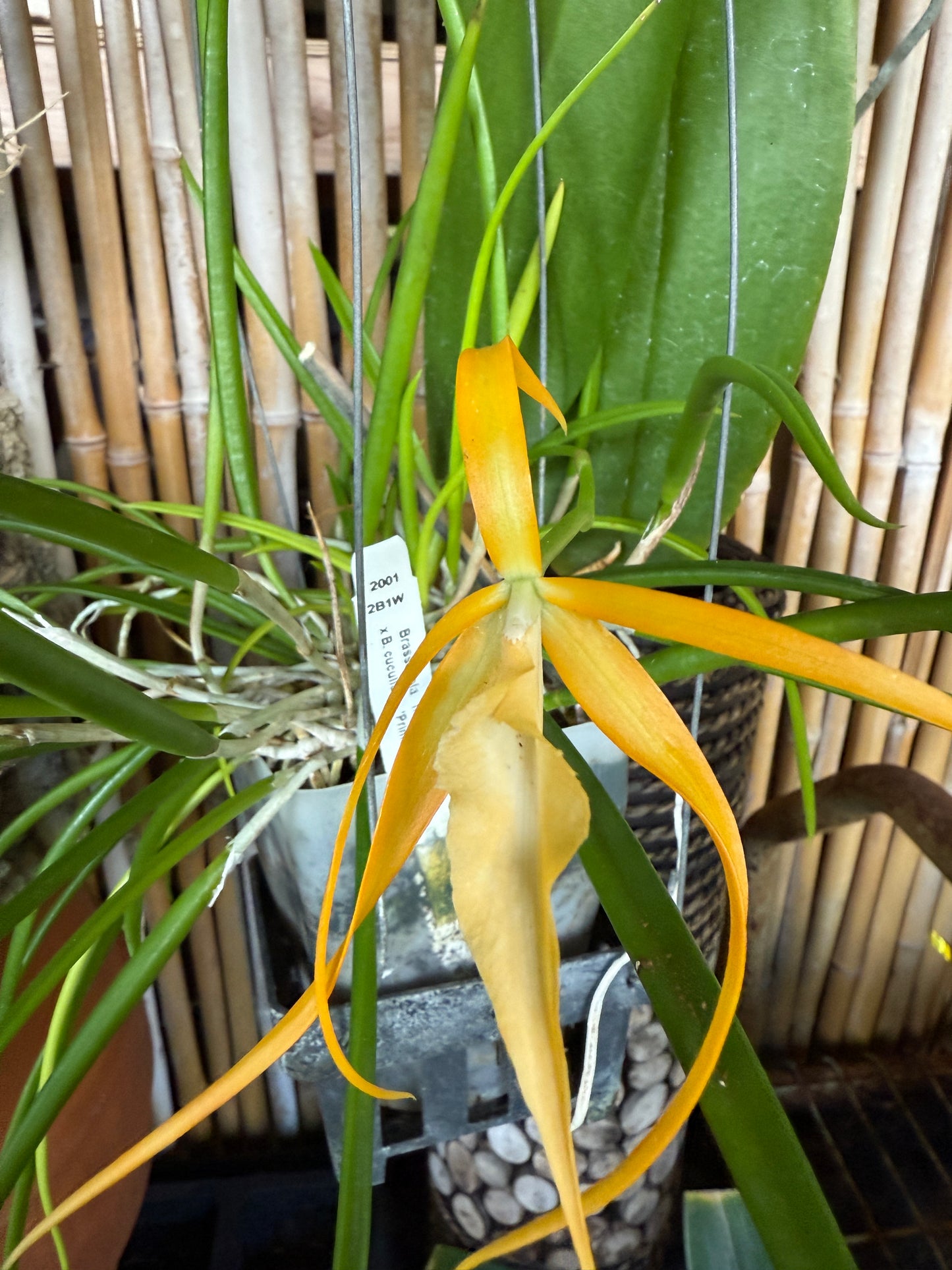 B. Nodosa 'Lucky' x cucullata (Lady of the night orchid)