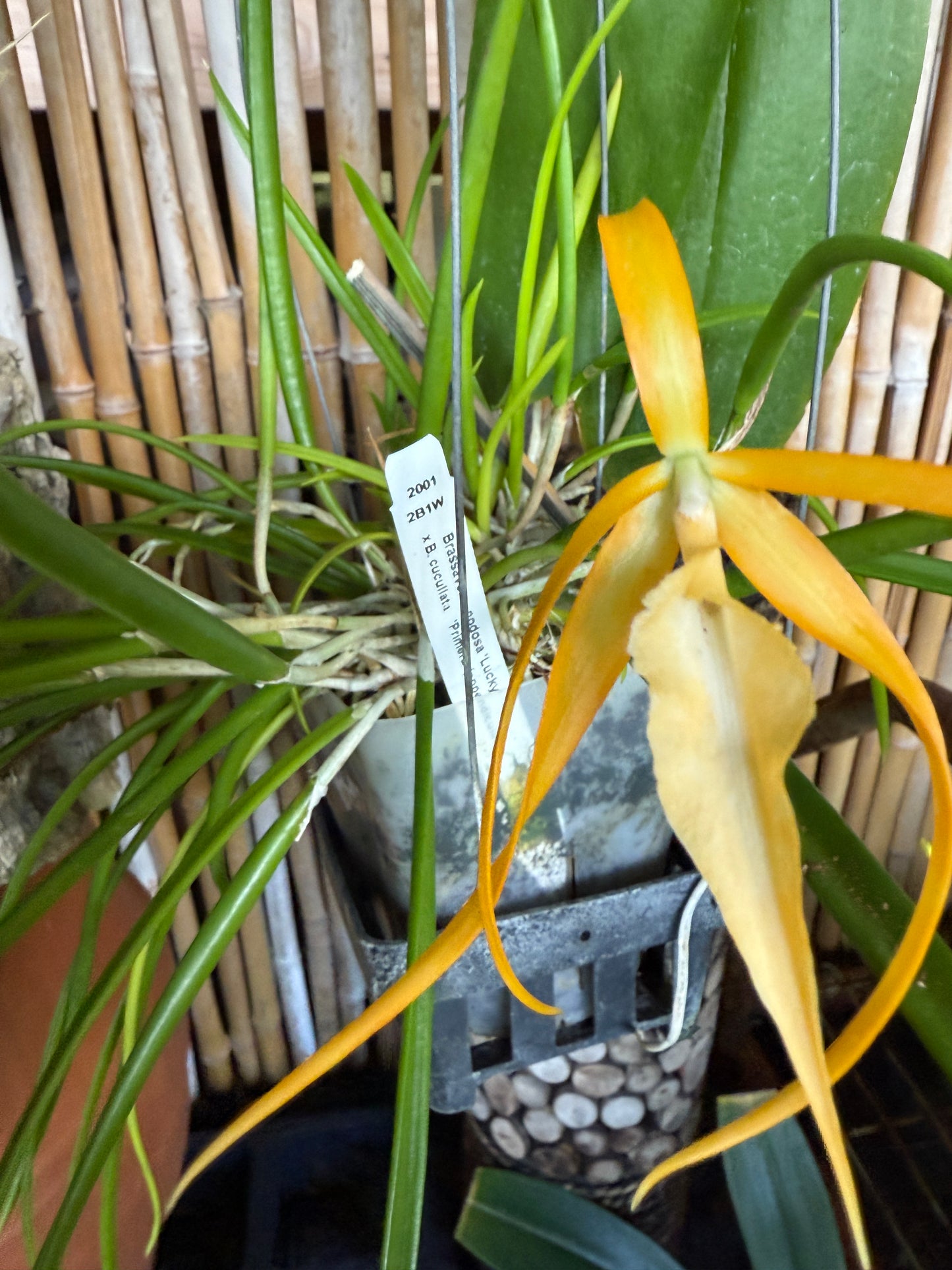 B. Nodosa 'Lucky' x cucullata (Lady of the night orchid)