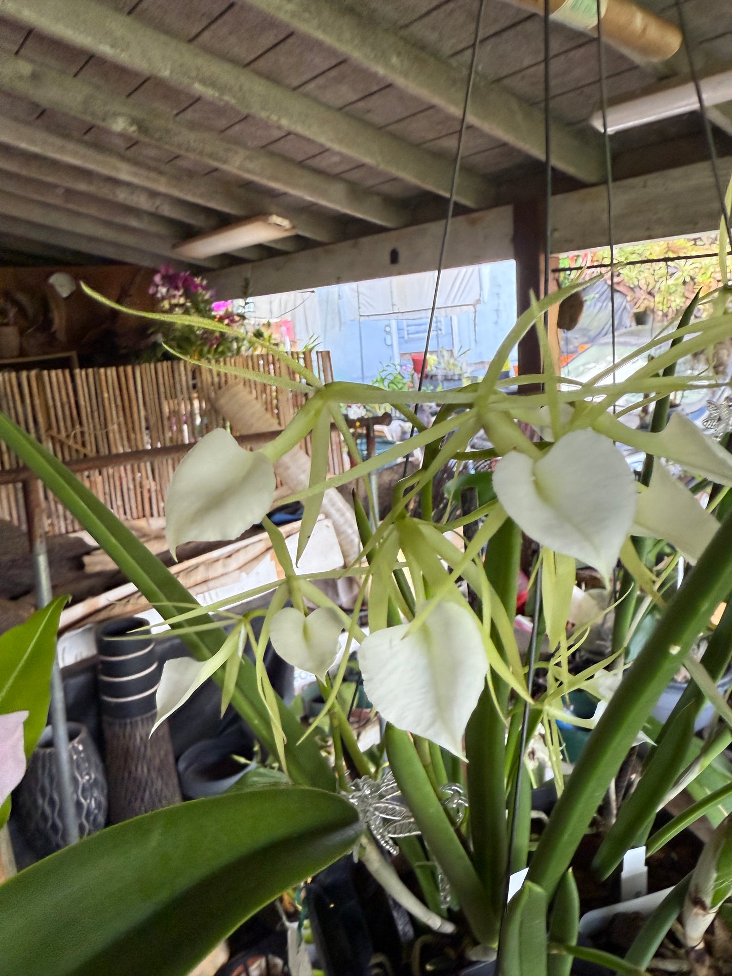 B. Little Stars (fragrant) Lady of the Night