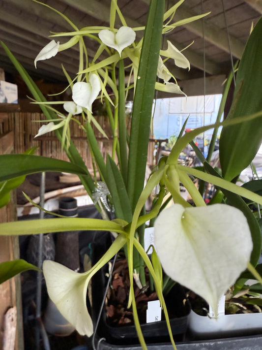 B. Little Stars (fragrant) Lady of the Night