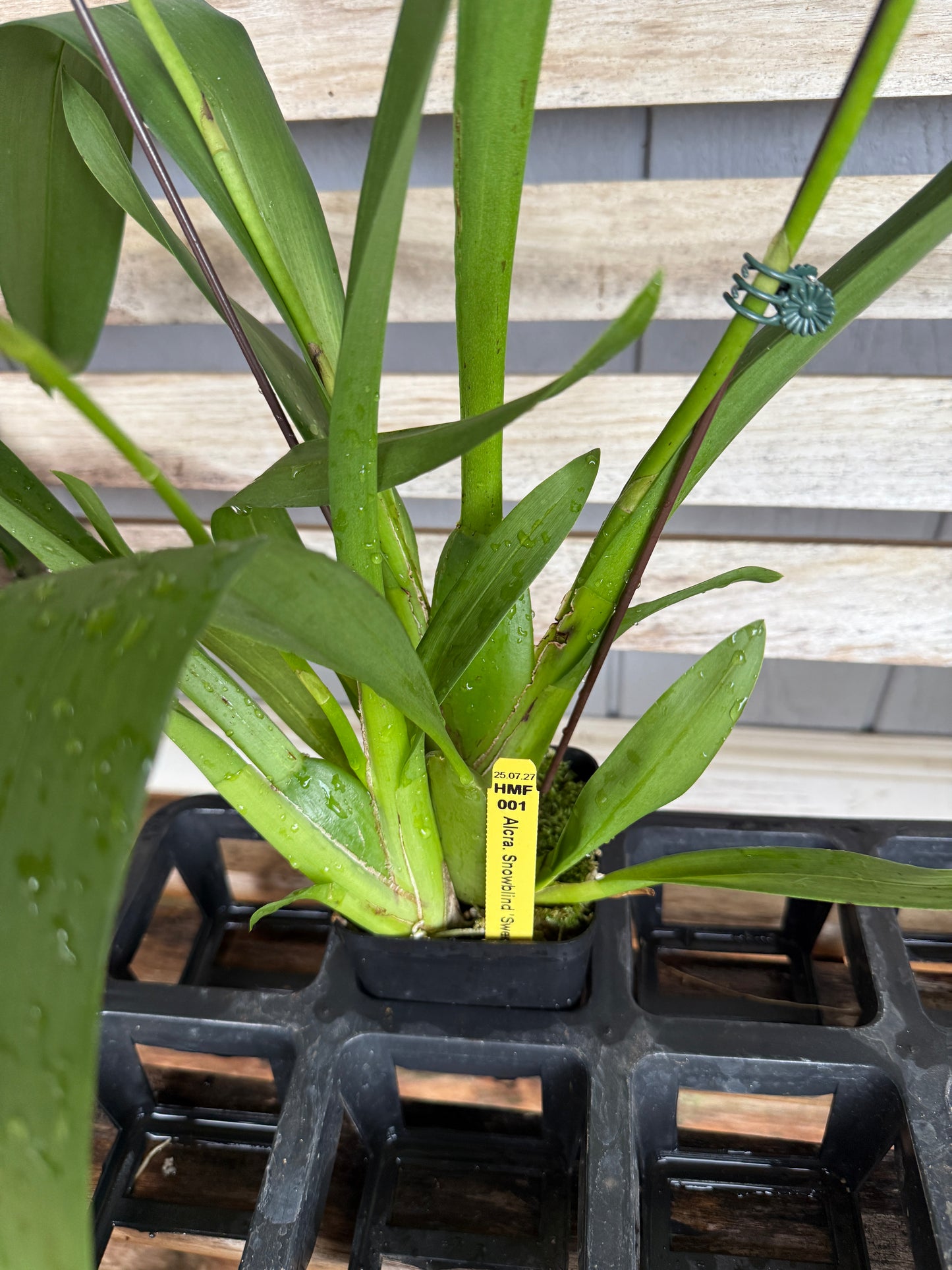 Alcra. Snowblind 'Sweet Spots'