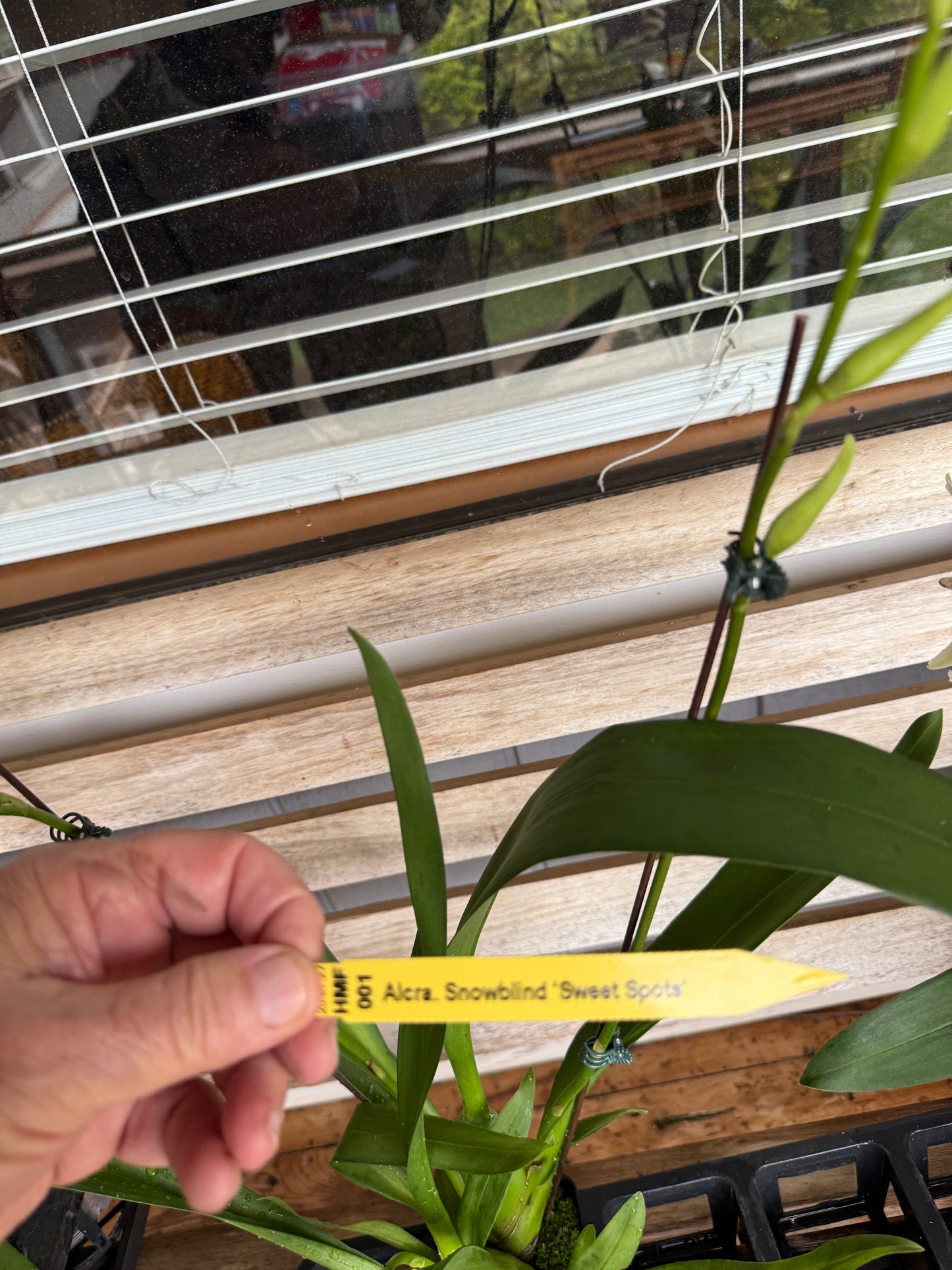 Alcra. Snowblind 'Sweet Spots'