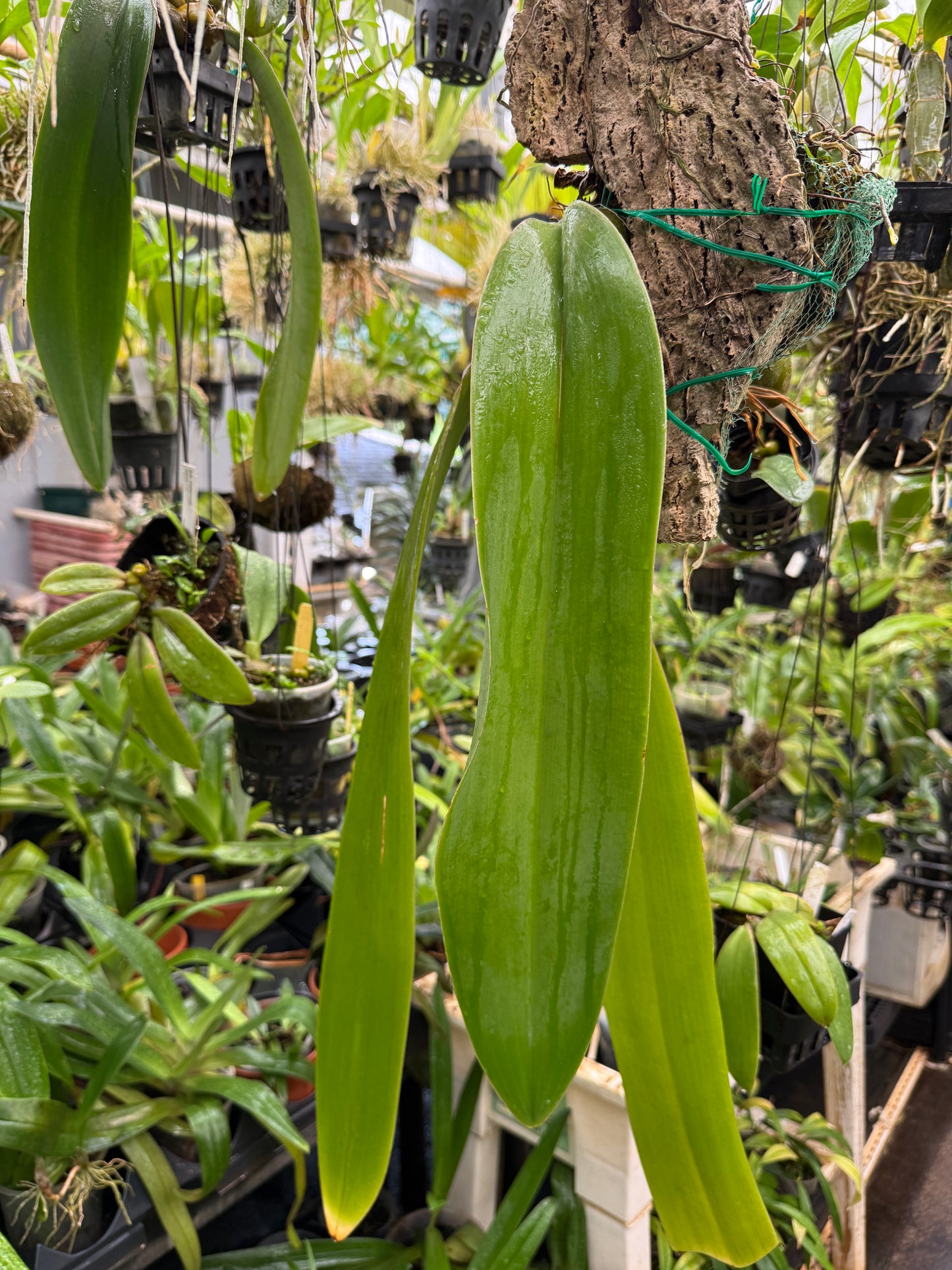 Bulb. phalaenopsis