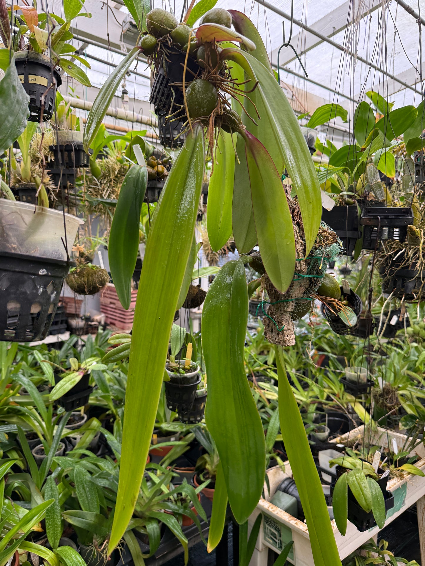Bulb. phalaenopsis