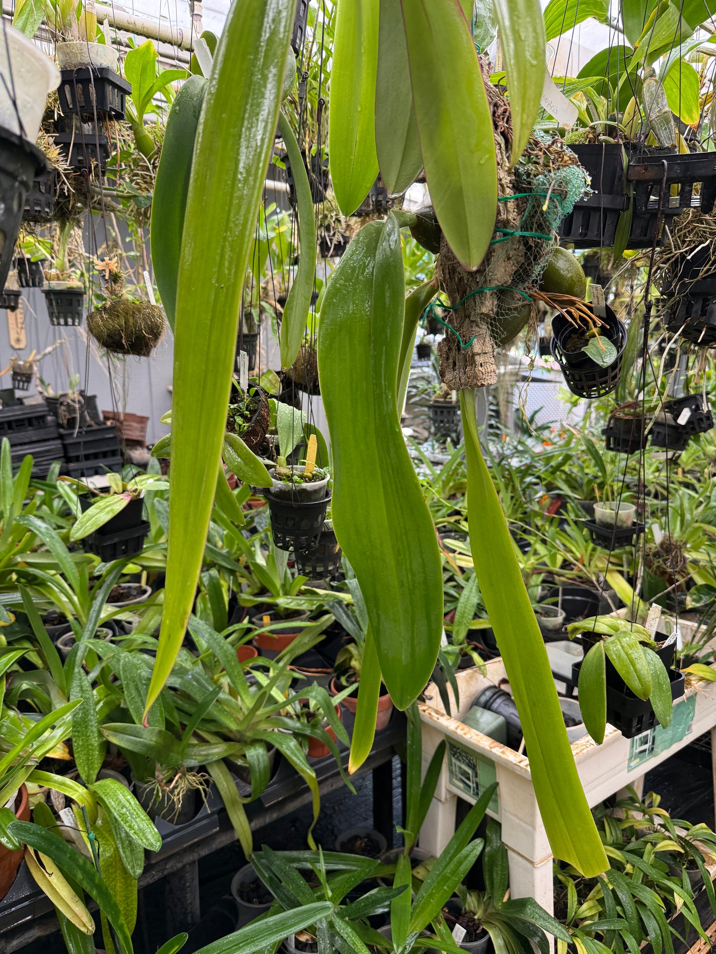Bulb. phalaenopsis