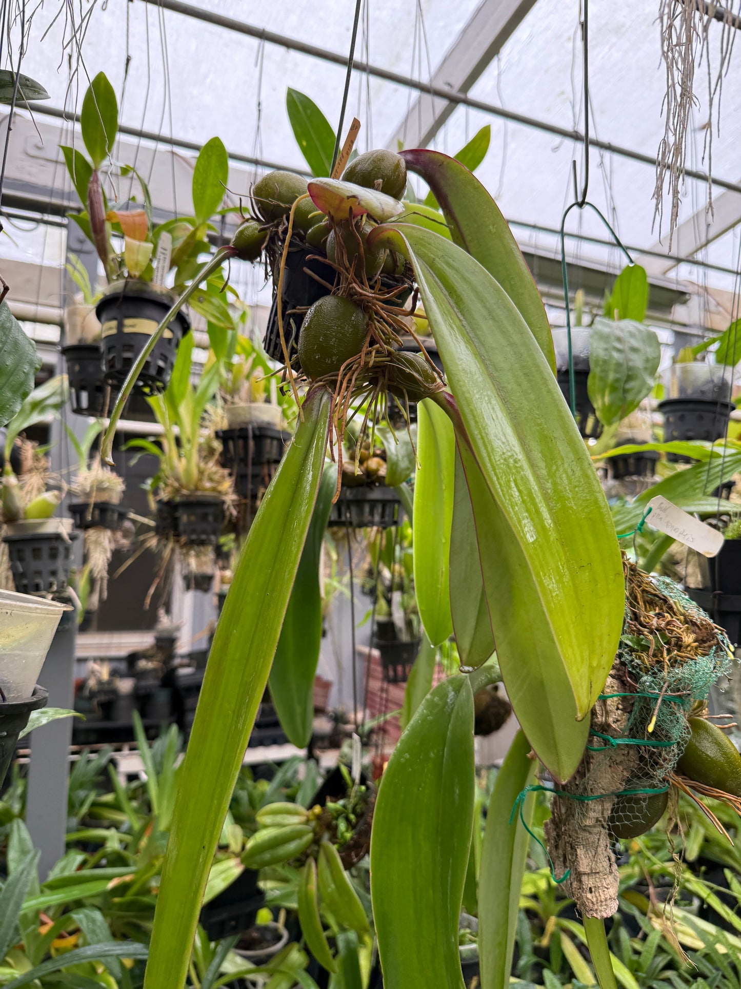 Bulb. phalaenopsis