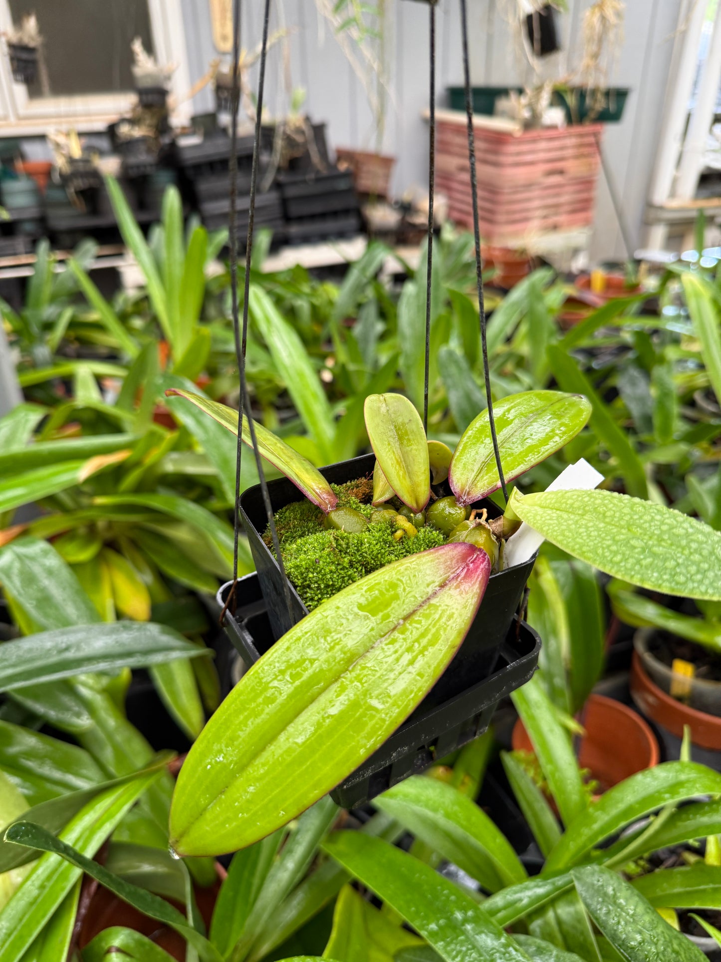 Bulb. phalaenopsis