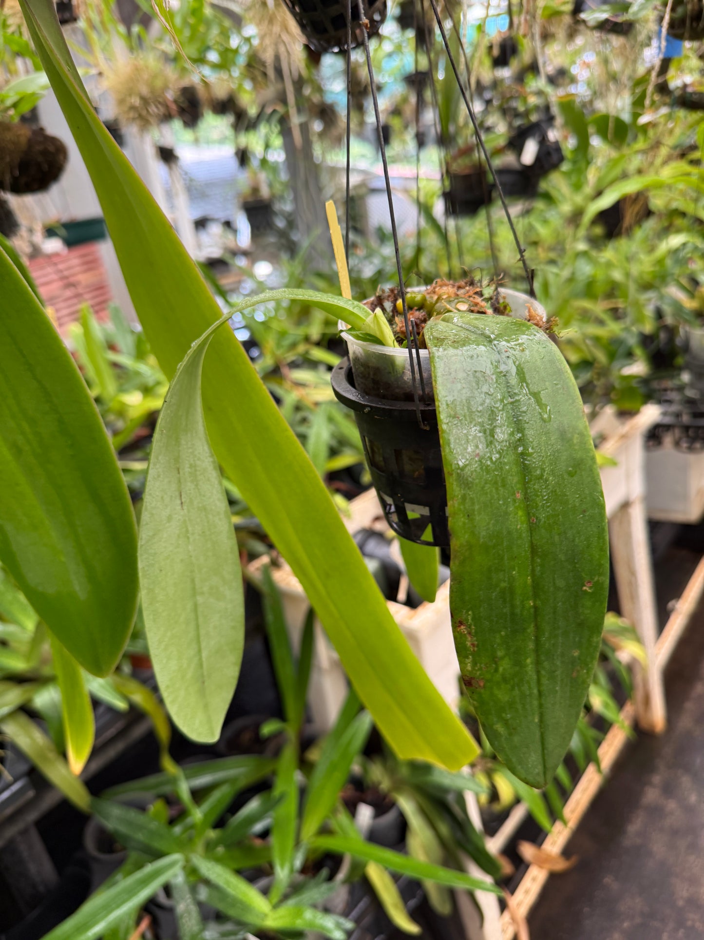 Bulb. phalaenopsis