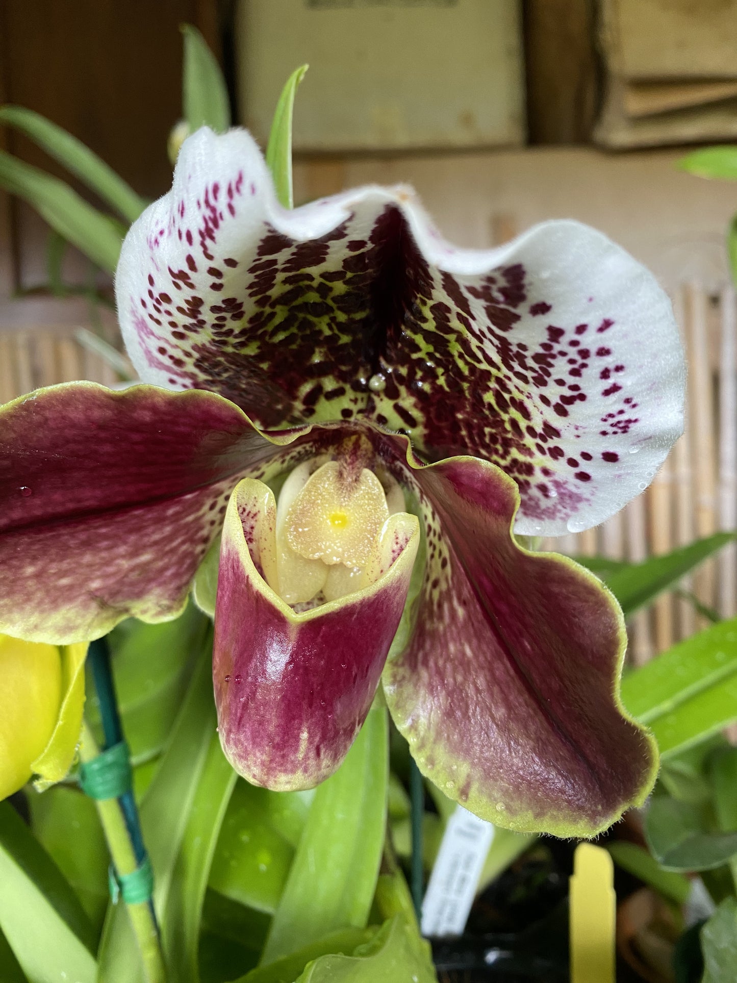 Paphiopedilum Complex "Bulldog”, orchid - Growers Choice