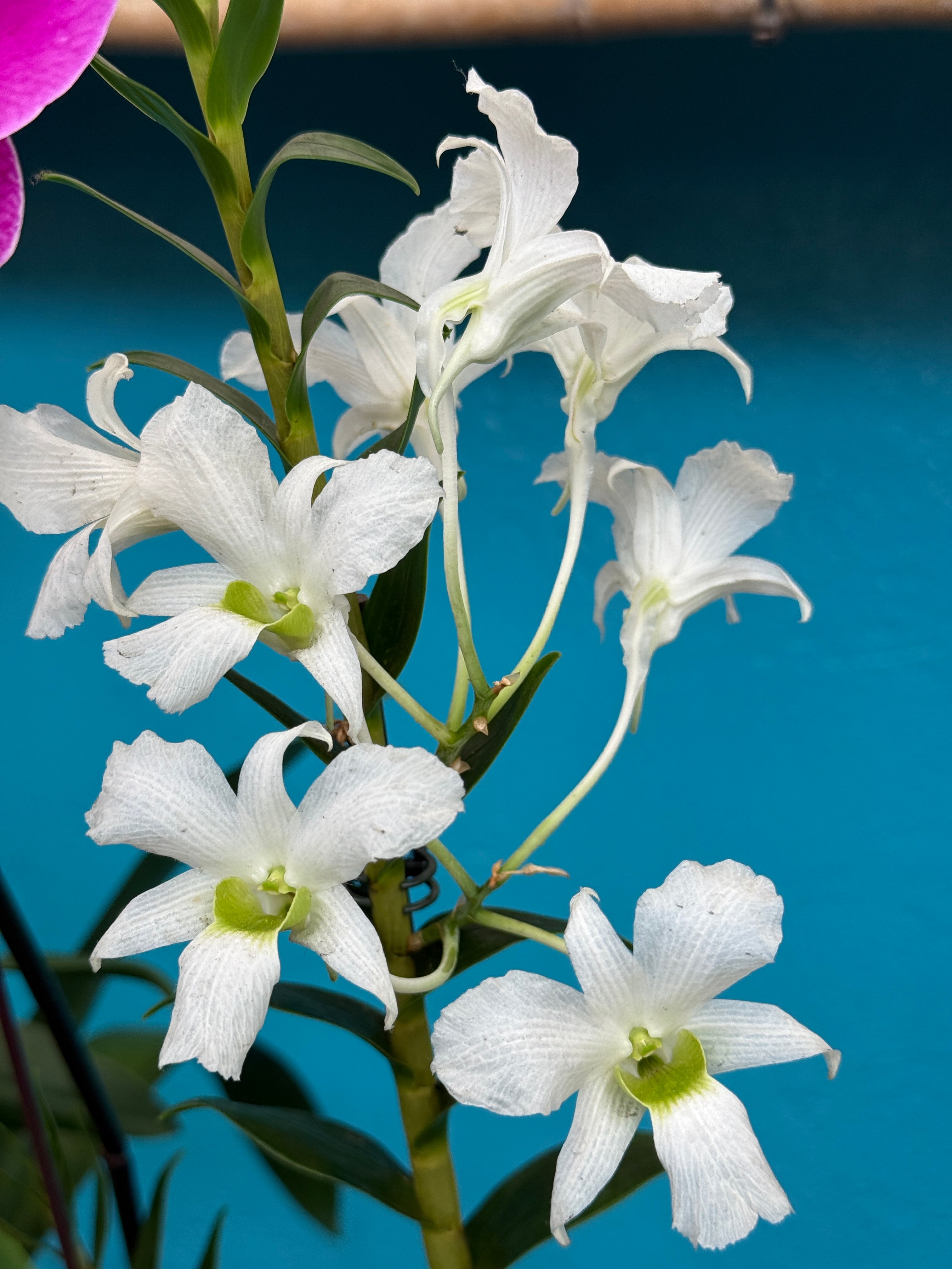 Den. Sanderae var. luzonicum x sib – Orchid Alley