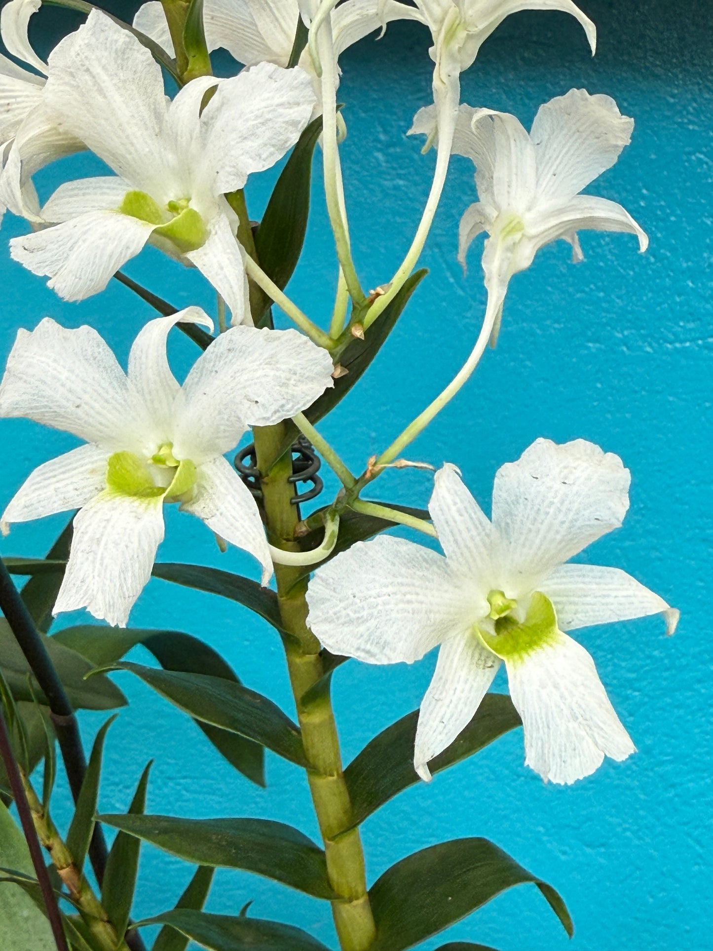 Den. Sanderae var. luzonicum x sib