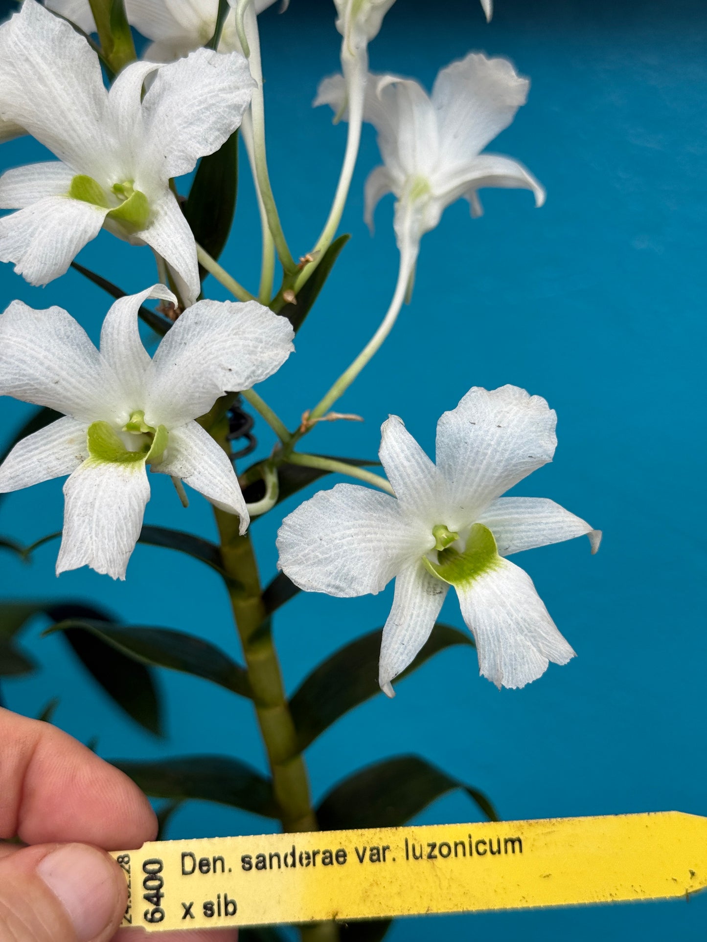 Den. Sanderae var. luzonicum x sib