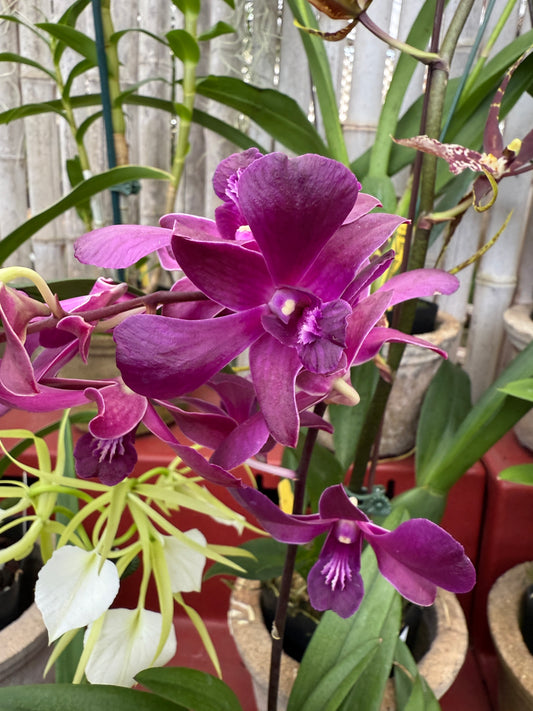 Dendrobium Red Dawn orchid