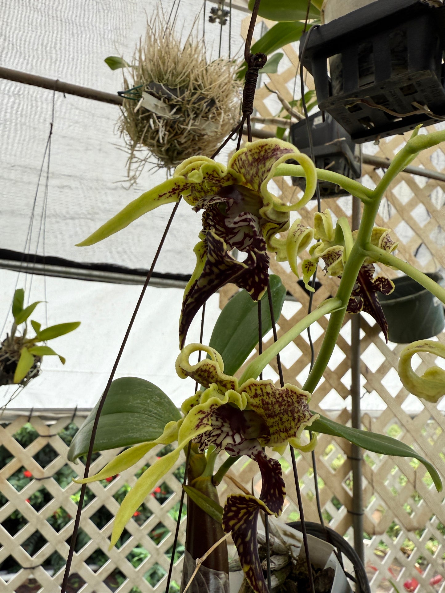 Den. spectabile (The Alien orchid) species