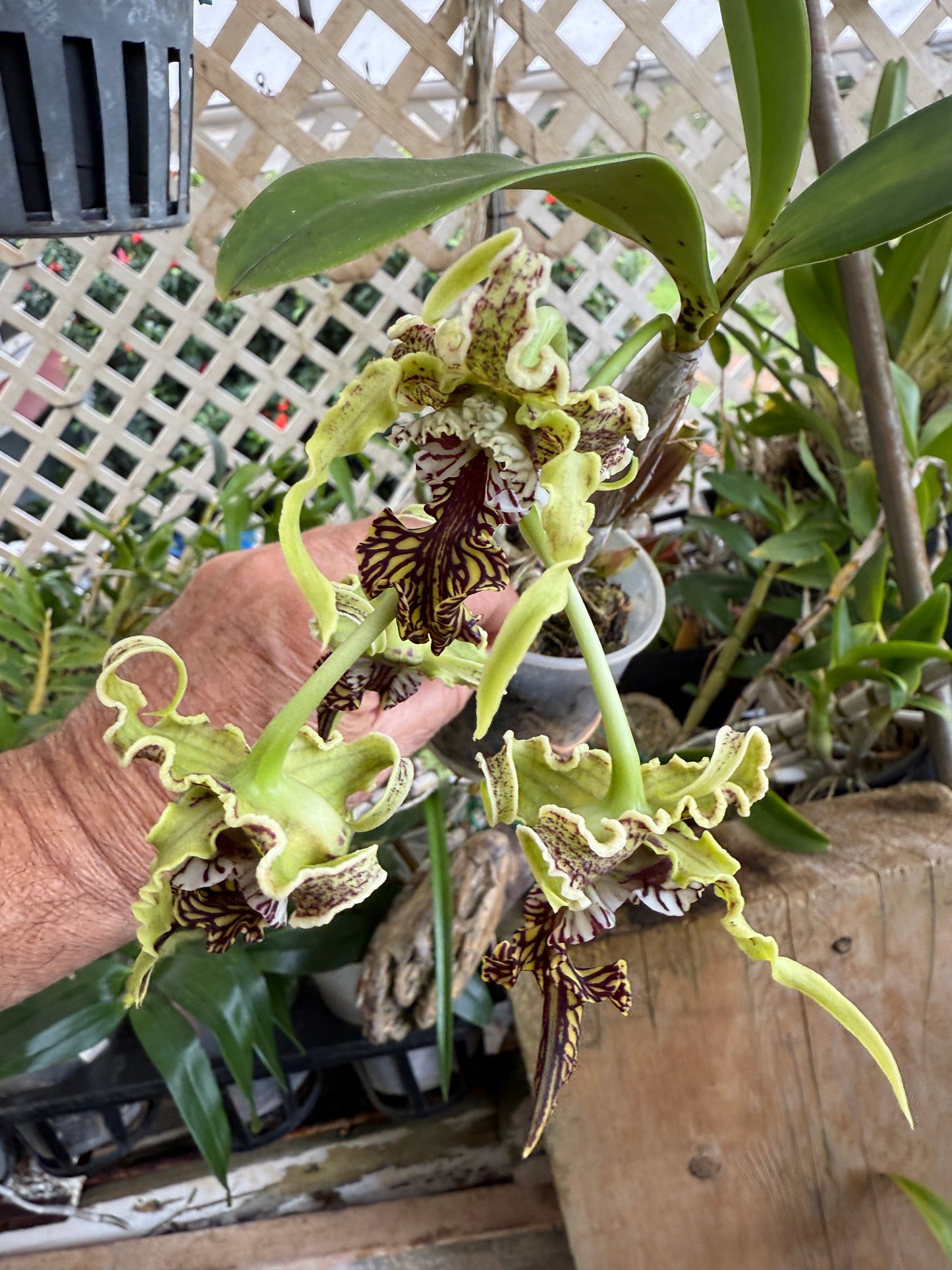 Den. spectabile (The Alien orchid) species