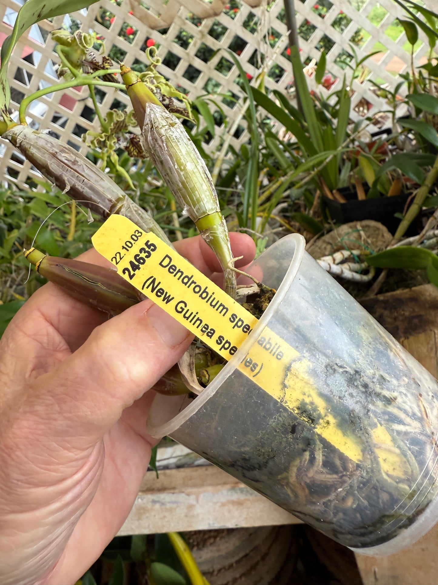 Den. spectabile (The Alien orchid) species