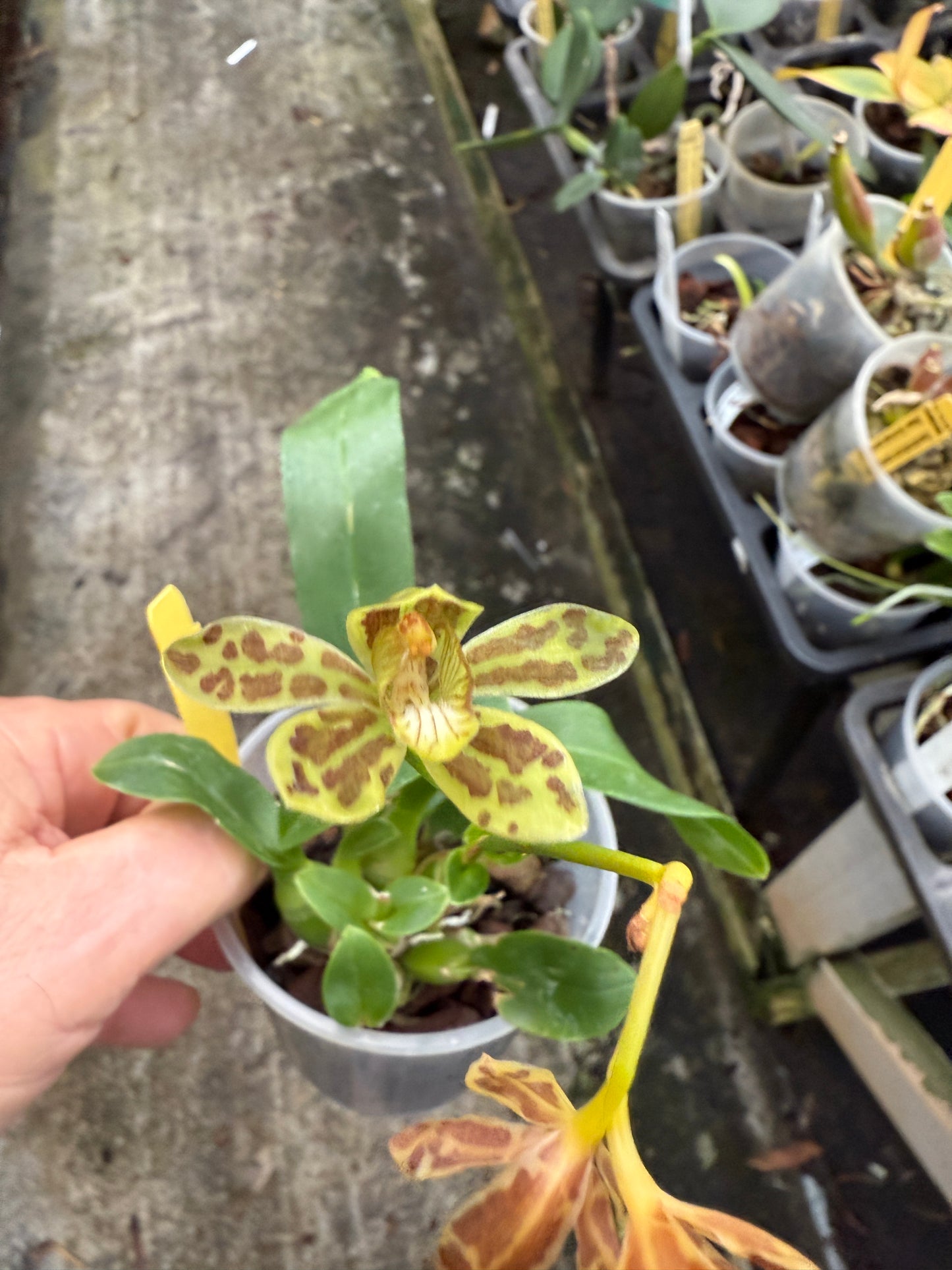 Gram. scriptum multiflora Dwarf 'Fortune Tiger' (a very rare truly dwarf grammatophyllum)