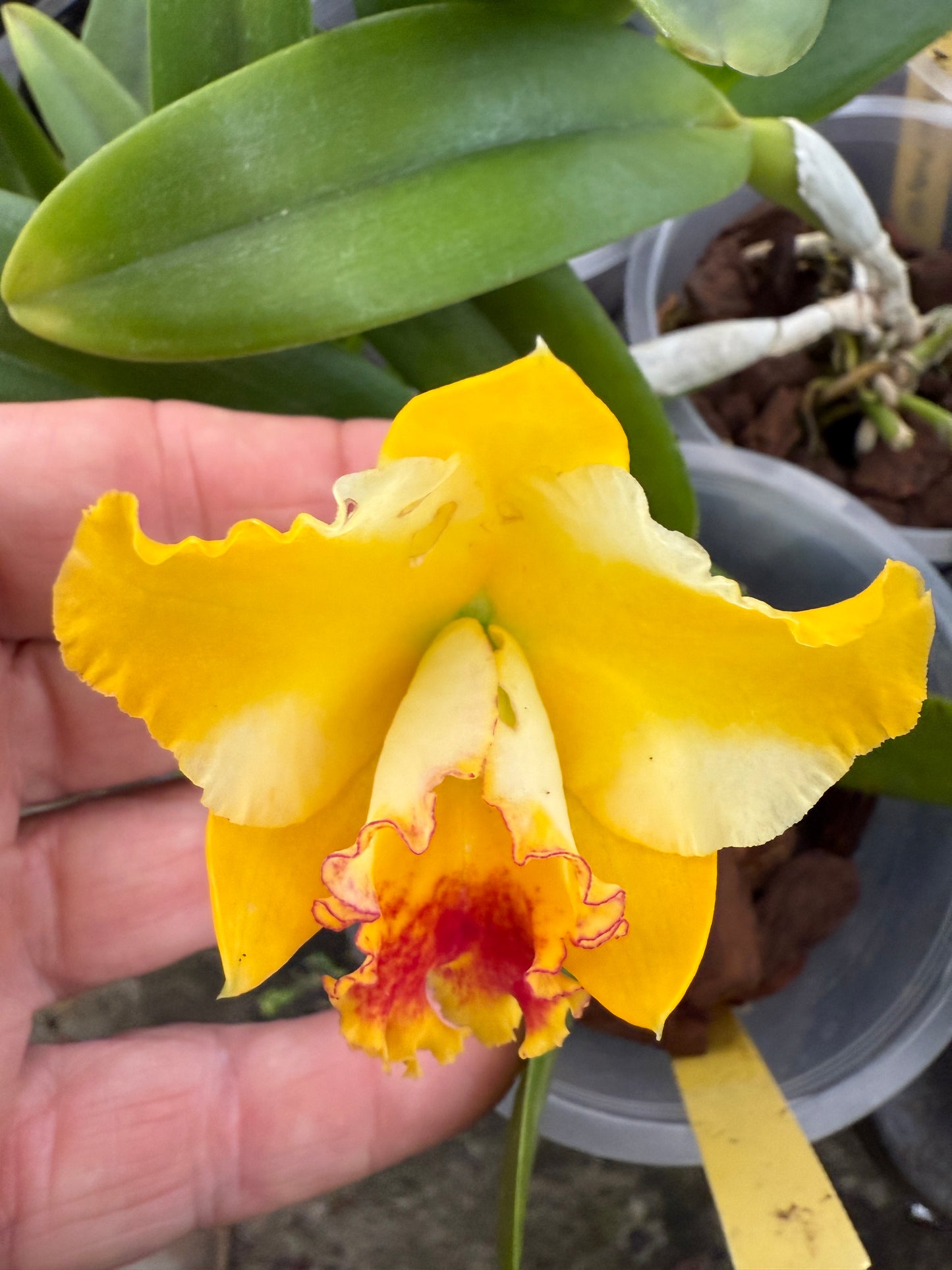 Rth. Air Dream 'Pretty Girl'
