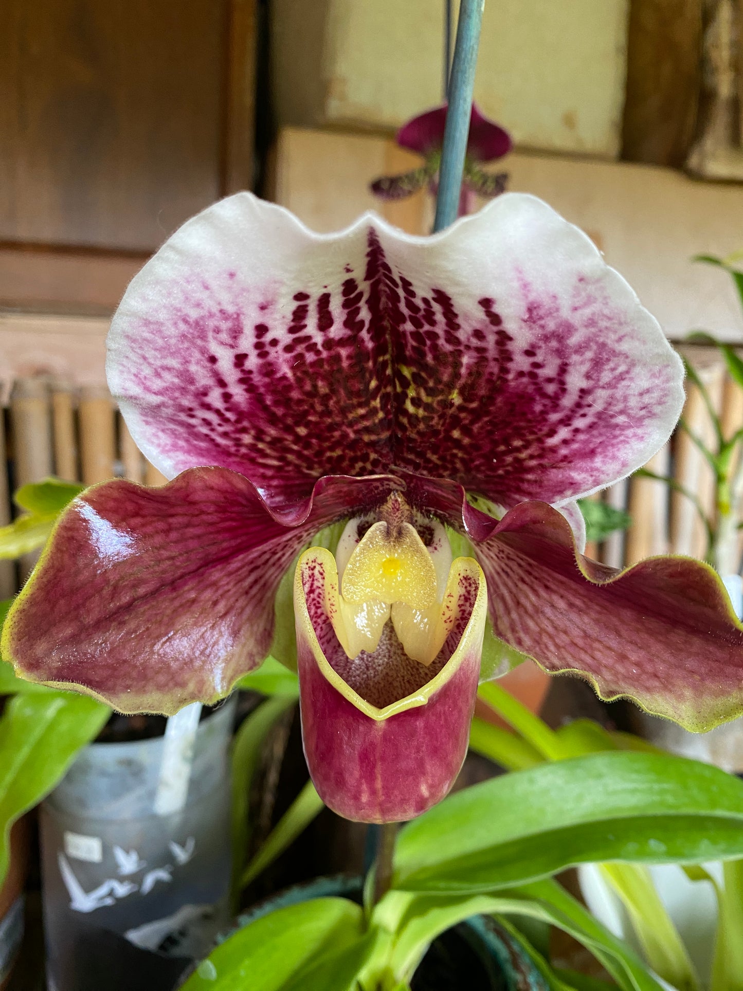 Paphiopedilum Complex "Bulldog”, orchid - Growers Choice