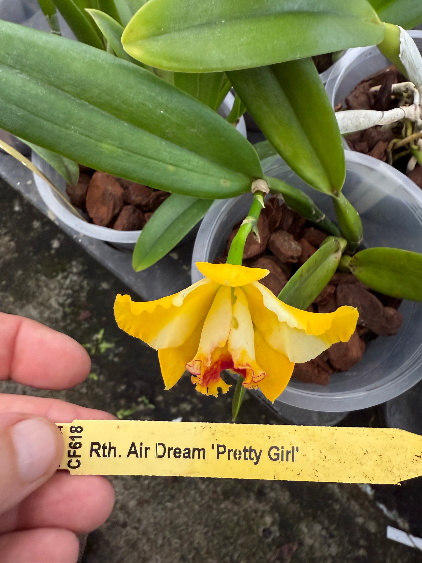Rth. Air Dream 'Pretty Girl'