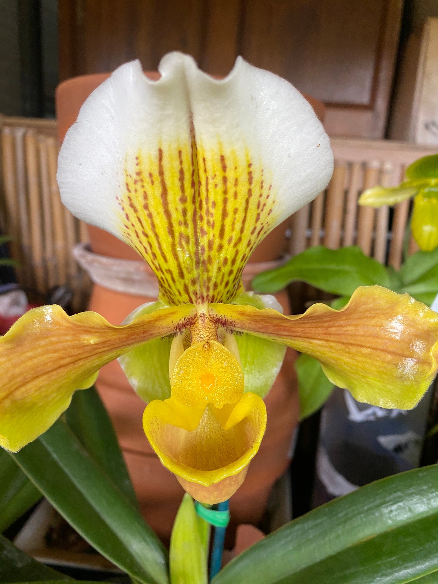 Paphiopedilum Complex "Bulldog”, orchid - Growers Choice