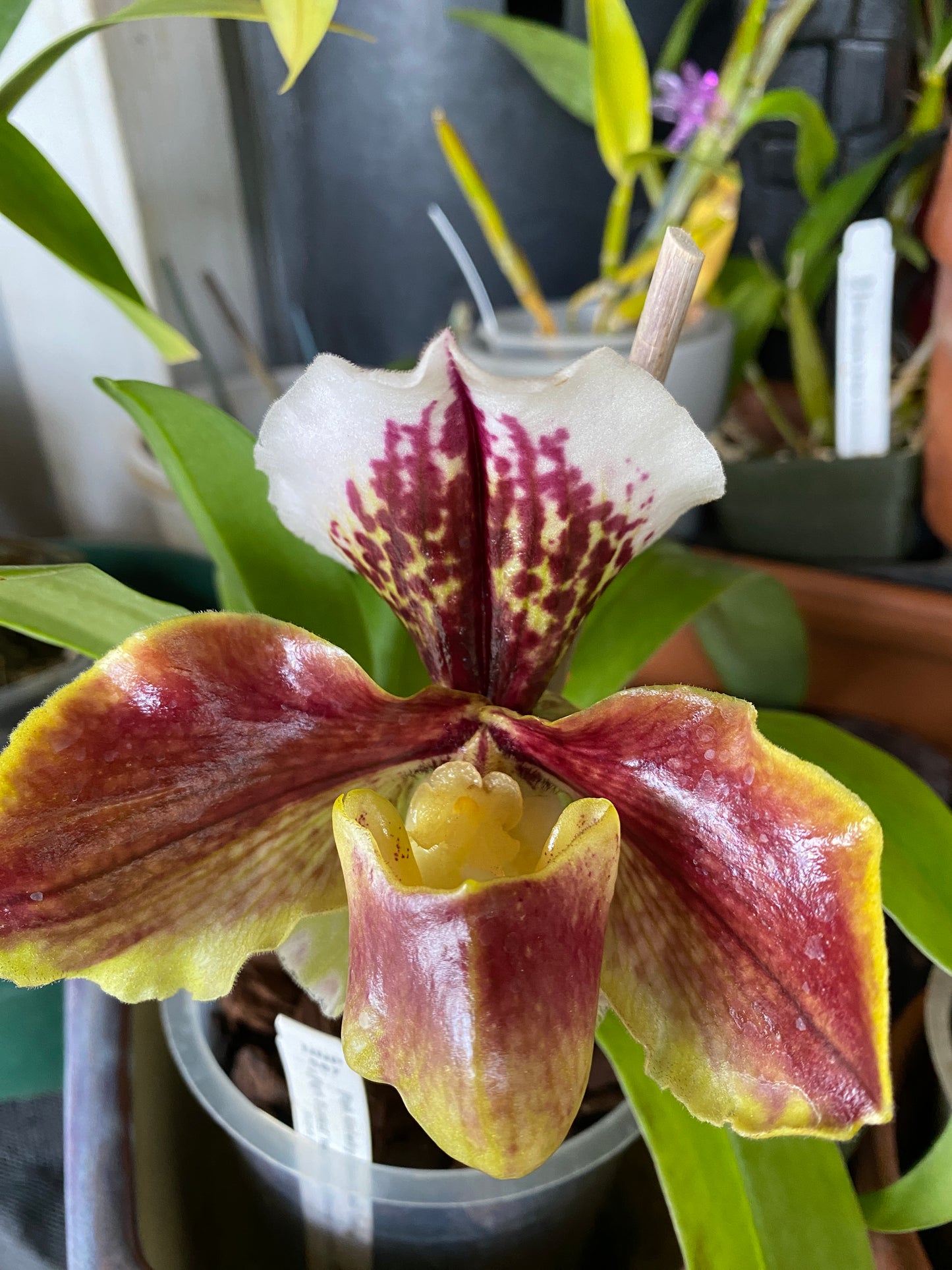 Paphiopedilum Complex "Bulldog”, orchid - Growers Choice