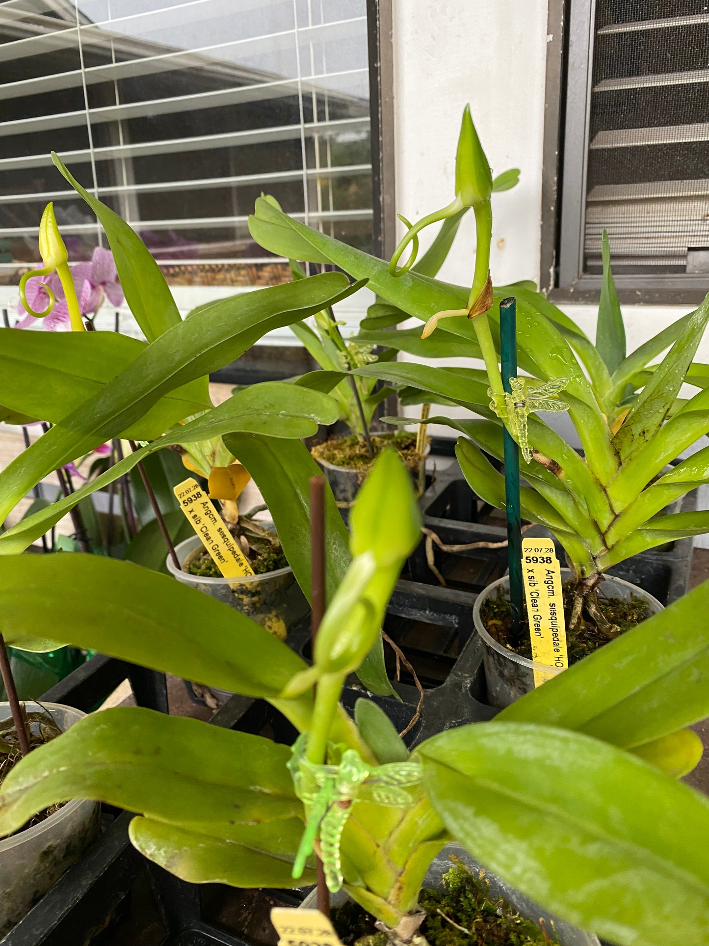 Angraecum sesquipedale orchid, The Darwin Orchid